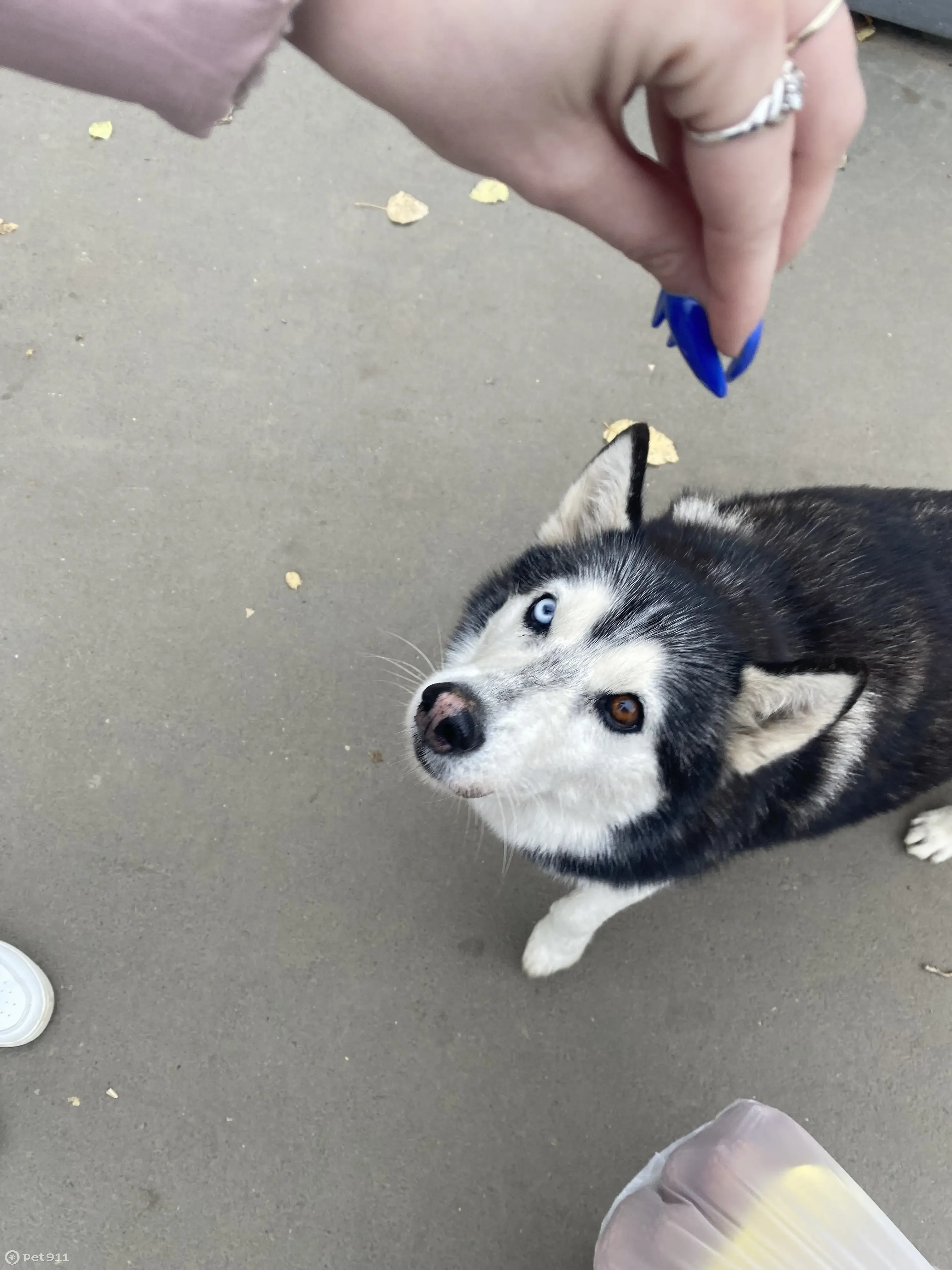 Найдена собака на ул. Тархова, Саратов | Pet911.ru