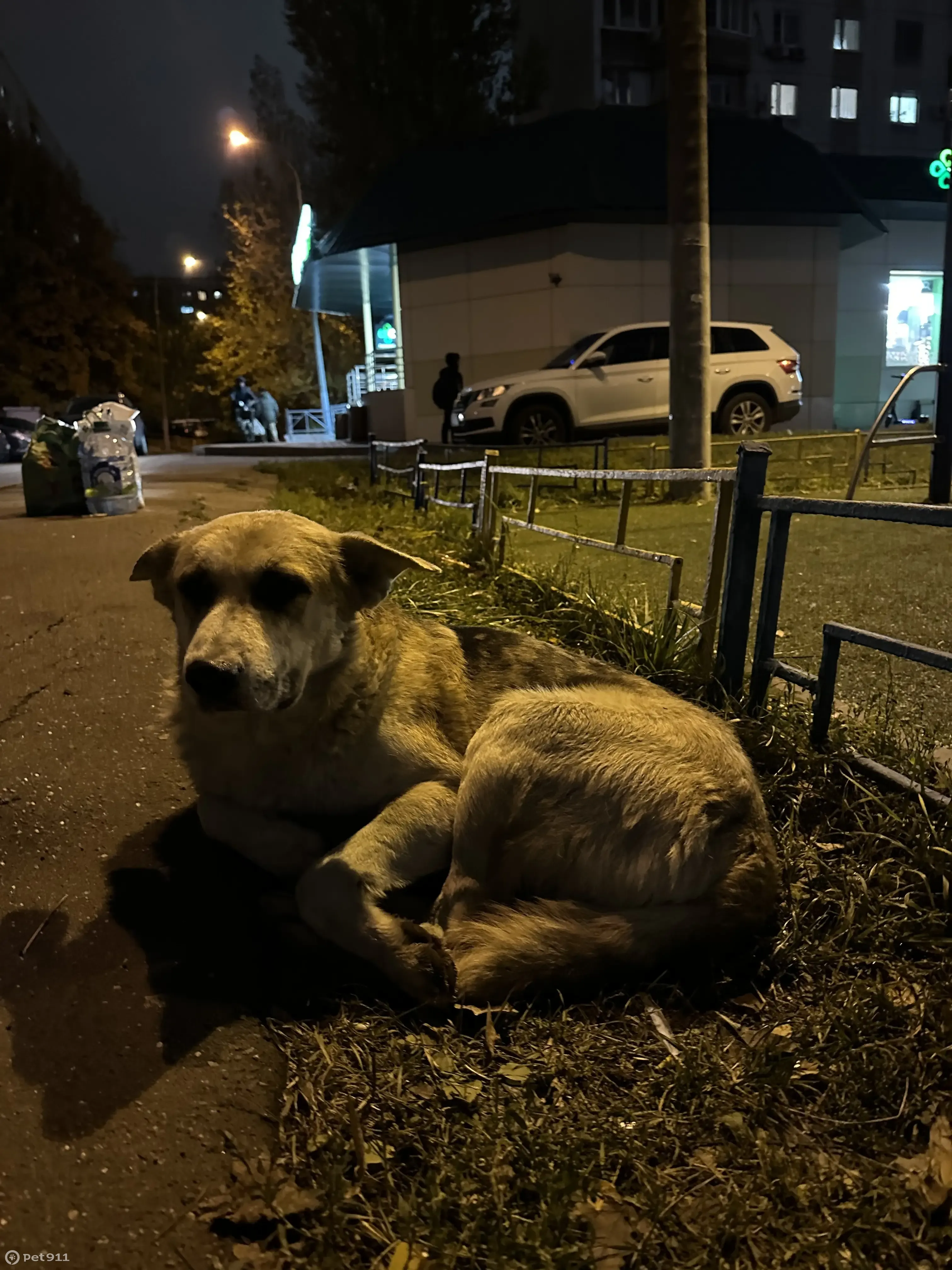 Найдена собака без ошейника на ул. Ген. Тюленева, 23 к1, Москва | Pet911.ru