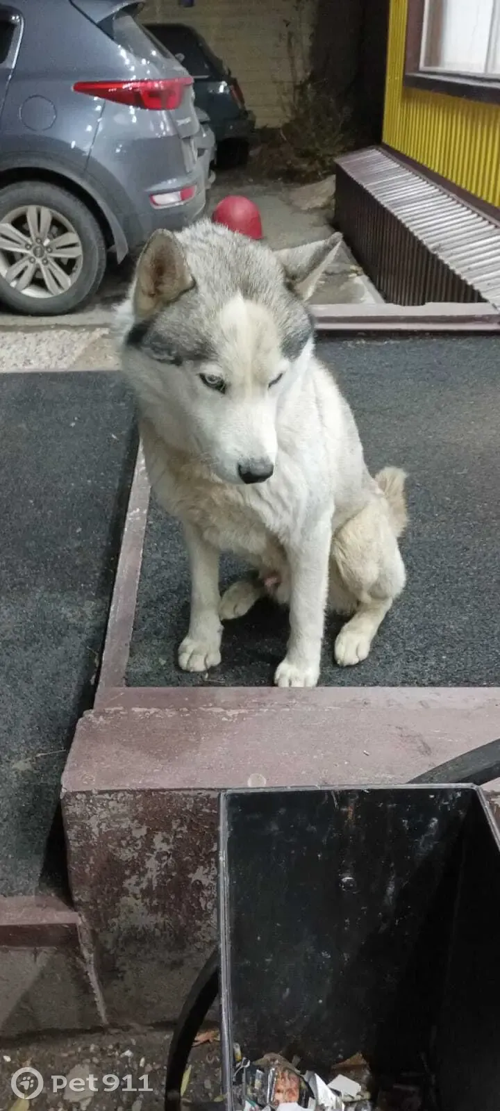 Собака-хаски найдена на ул. Конституции, 28/1, Оренбург | Pet911.ru