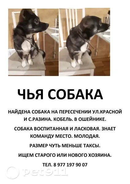 Найдена собака на пересечении Красной и С.Разина, Калининград | Pet911.ru