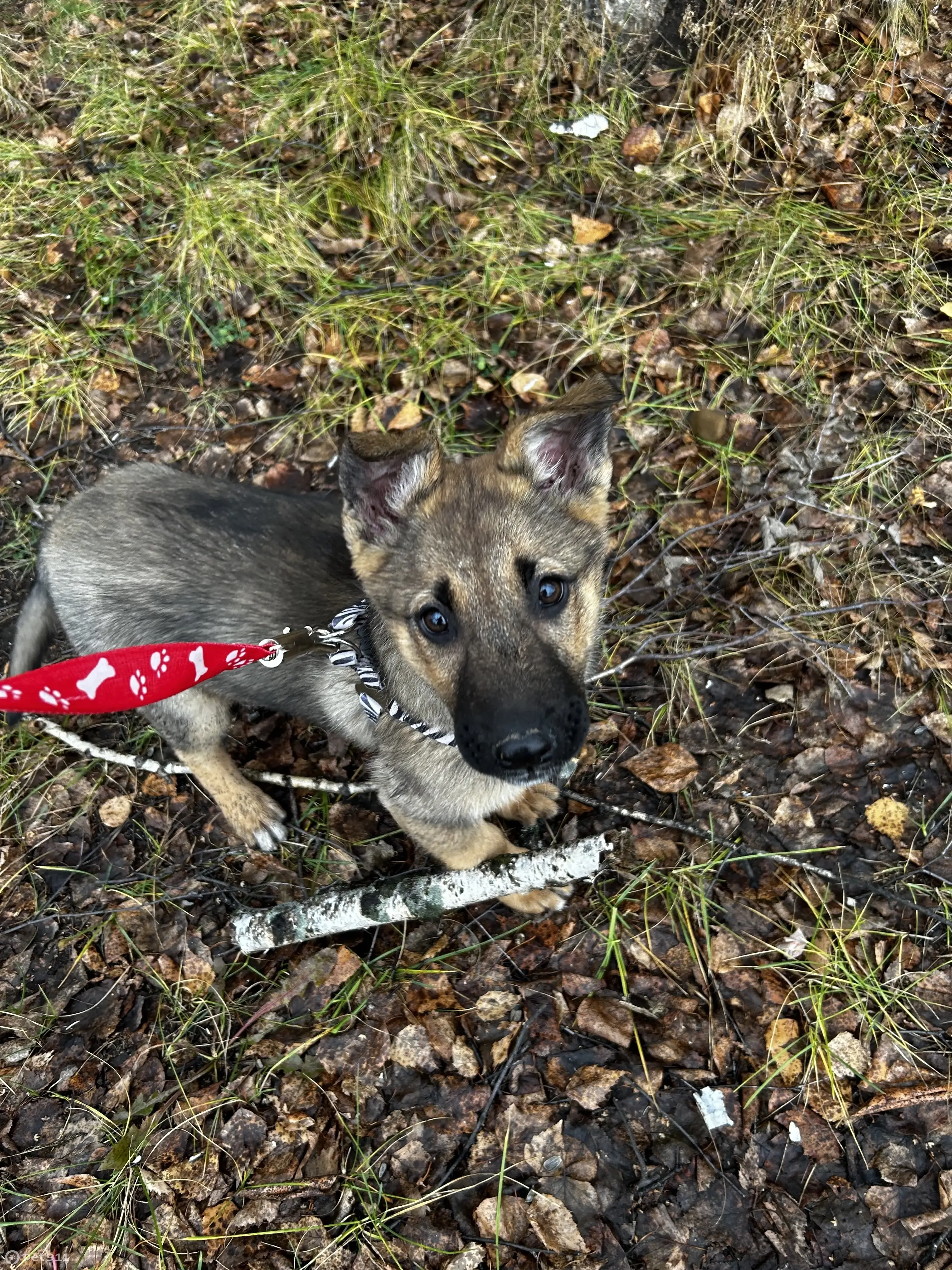 Собака Щенок Альма ищет новый дом в Лесосибирске | Pet911.ru