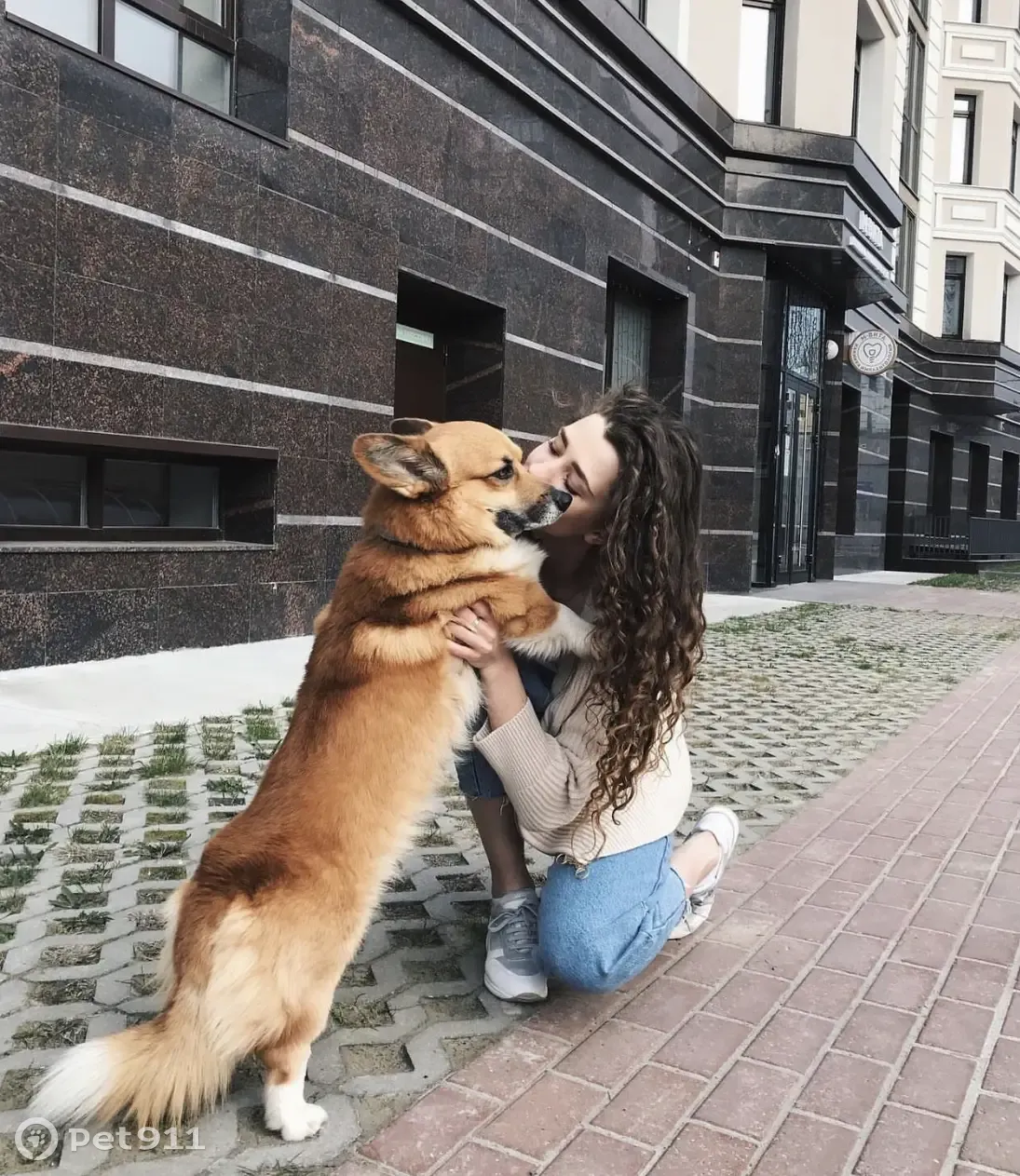 Пропал мальчик-корги на Цветном бульваре, Тюмень | Pet911.ru