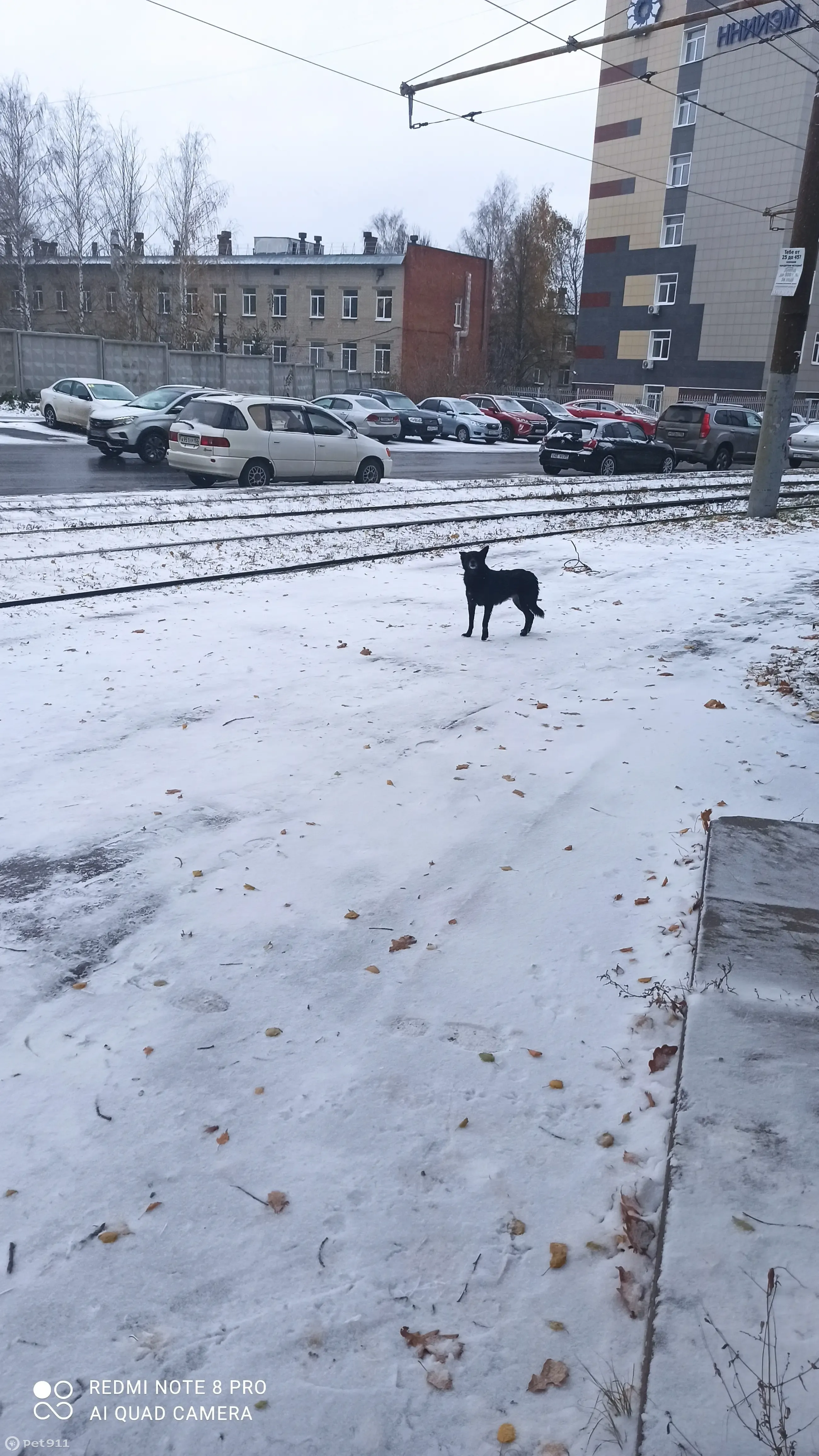 Пропала собака на Малой Ямской, 78, Нижний Новгород | Pet911.ru