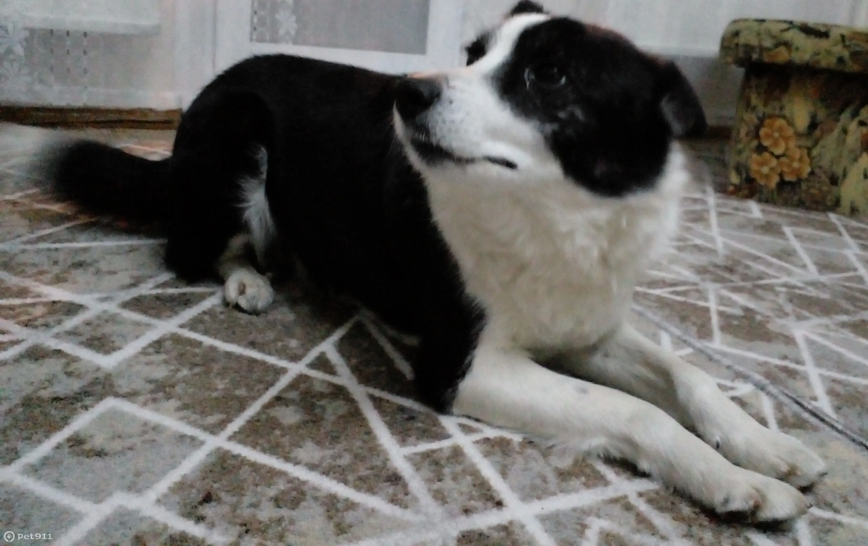 Найдена собака в Кыштыме, ул. Возмездия, 35 - photo