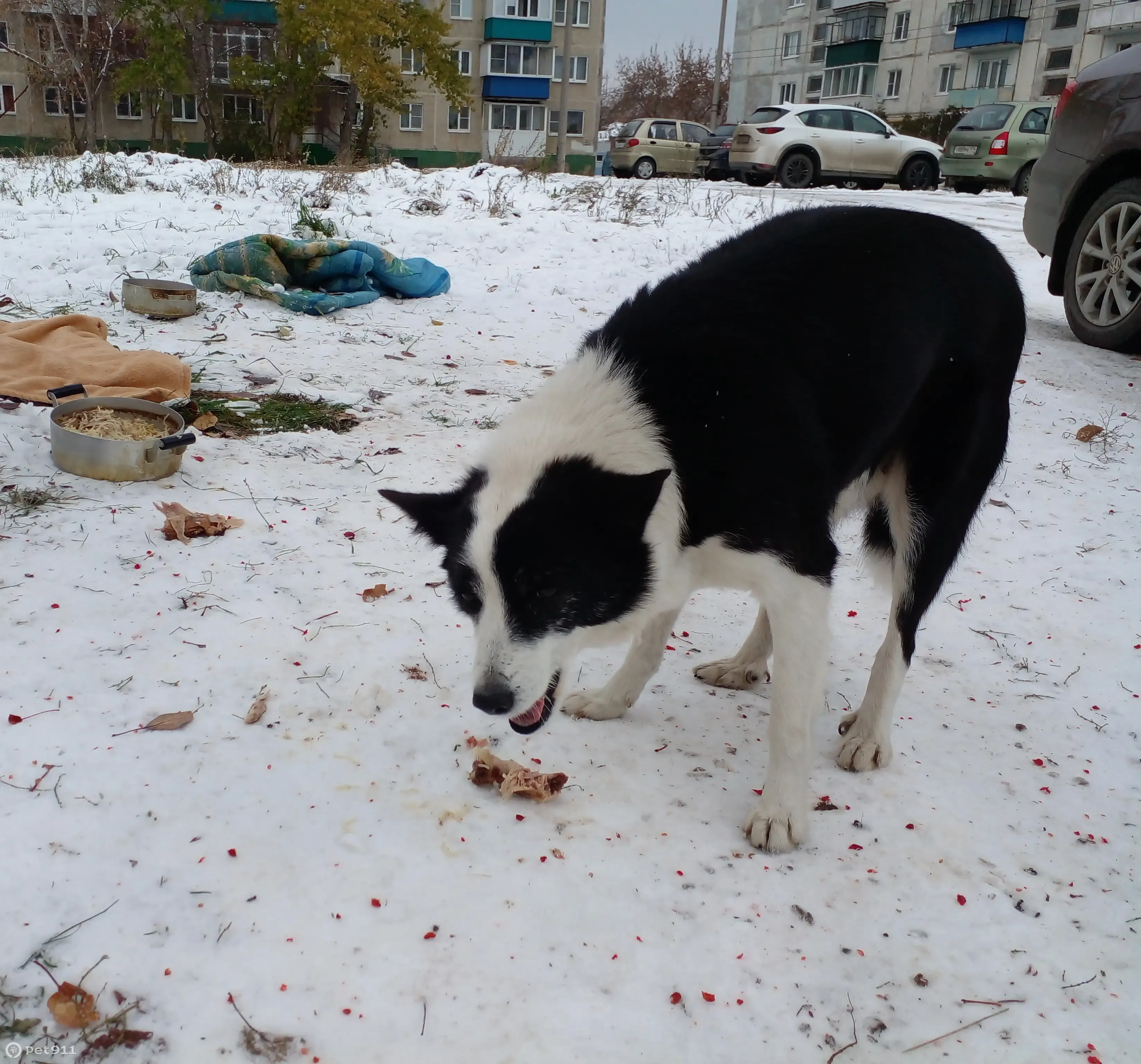 Найдена собака в Кыштыме, ул. Возмездия, 35 - photo 3