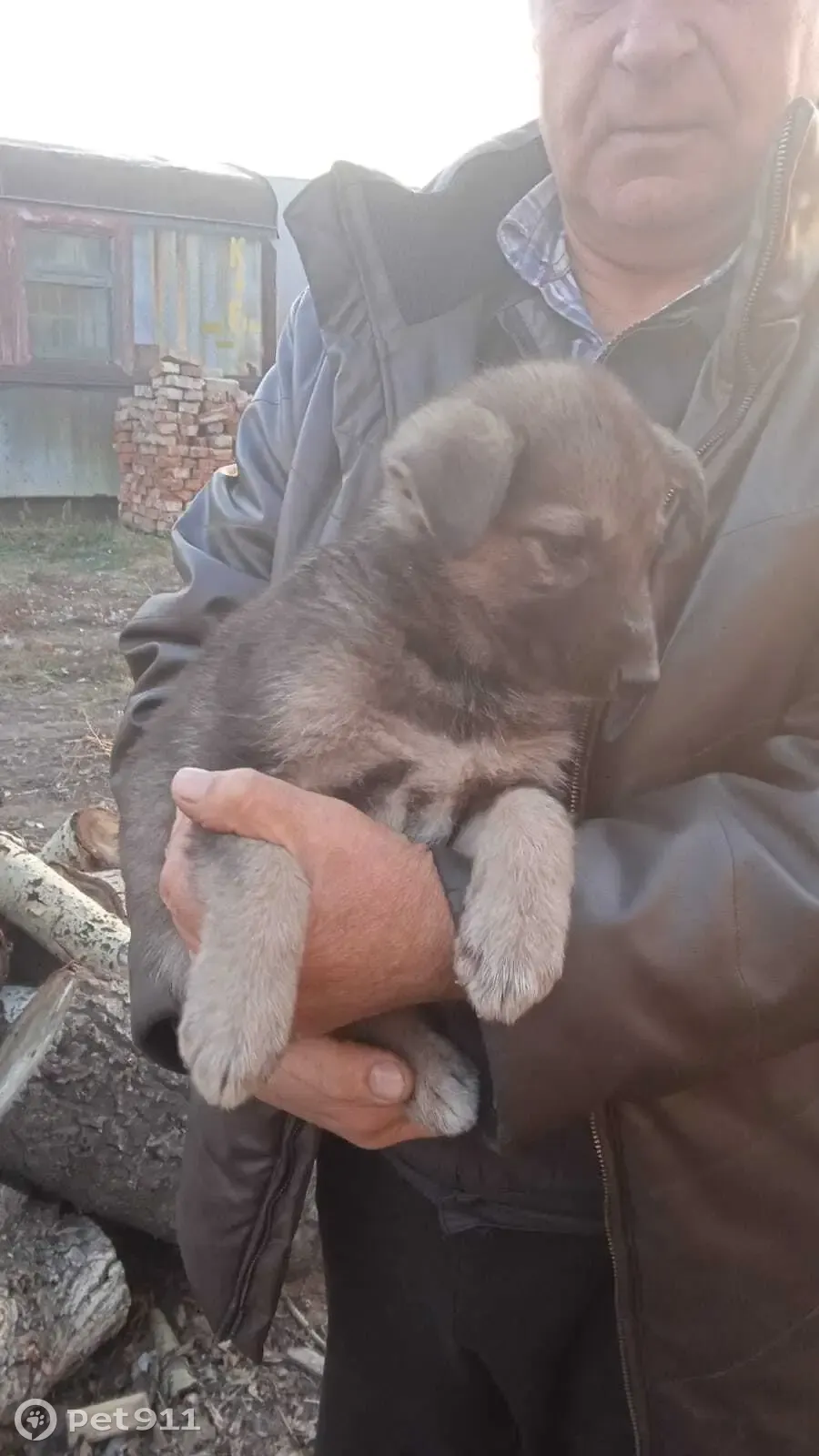 Найдена собака в Омске, срочно нужен пристрой! | Pet911.ru