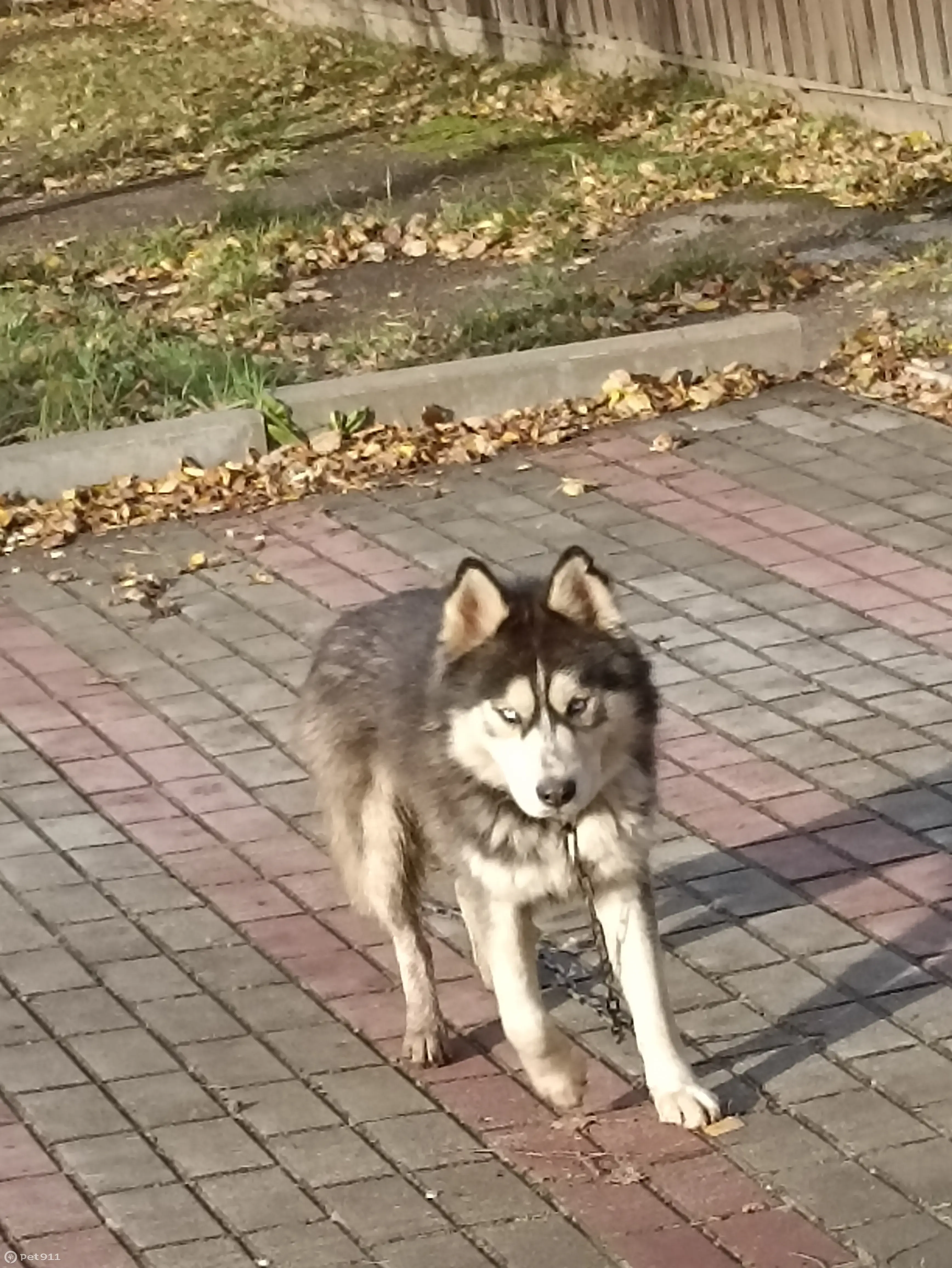 Собака с оборванной цепью на ул. Тульского Рабочего Полка, Тула | Pet911.ru