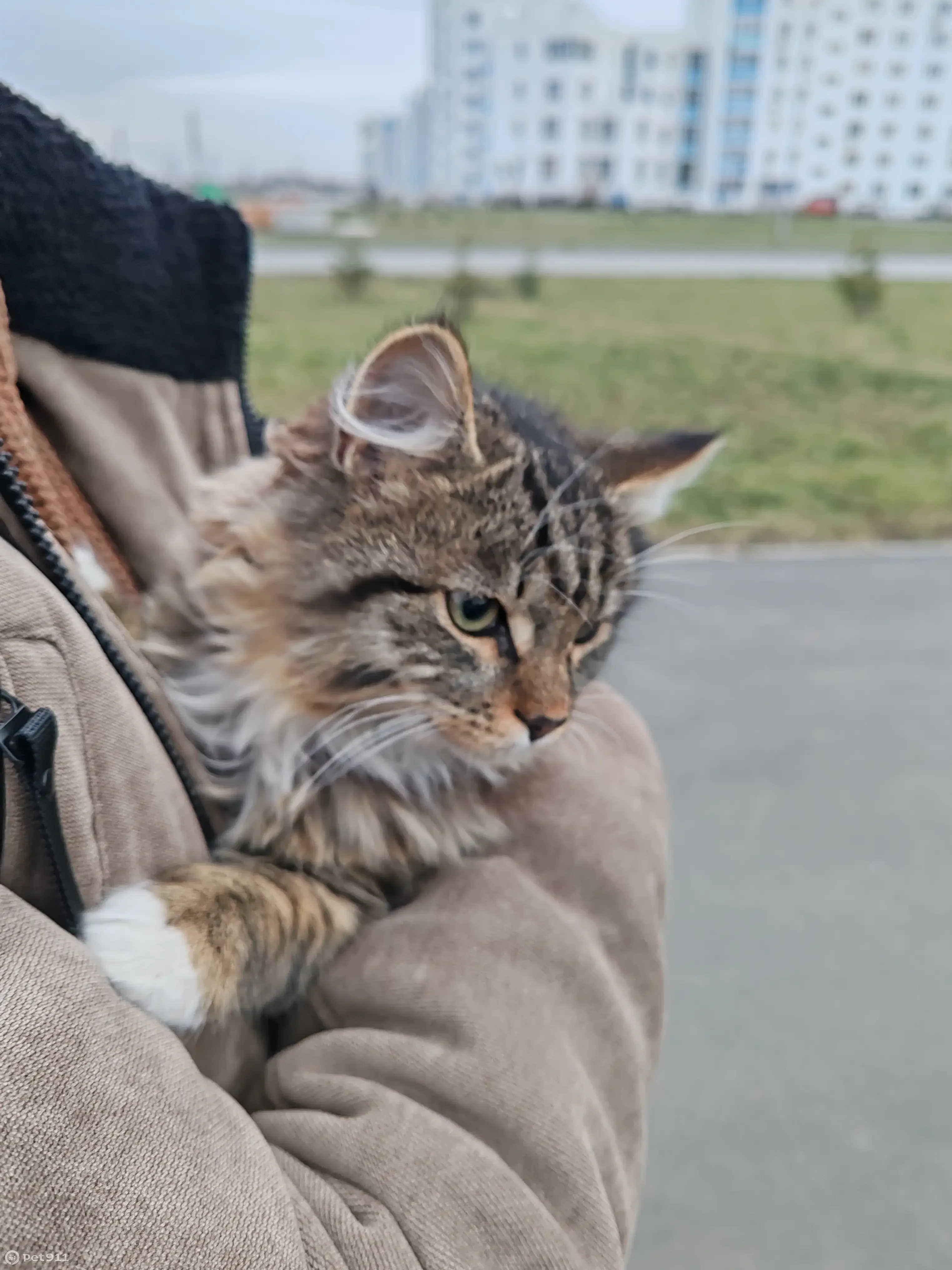 Кошка на дереве возле новых домов на пр. Химиков, Кемерово | Pet911.ru