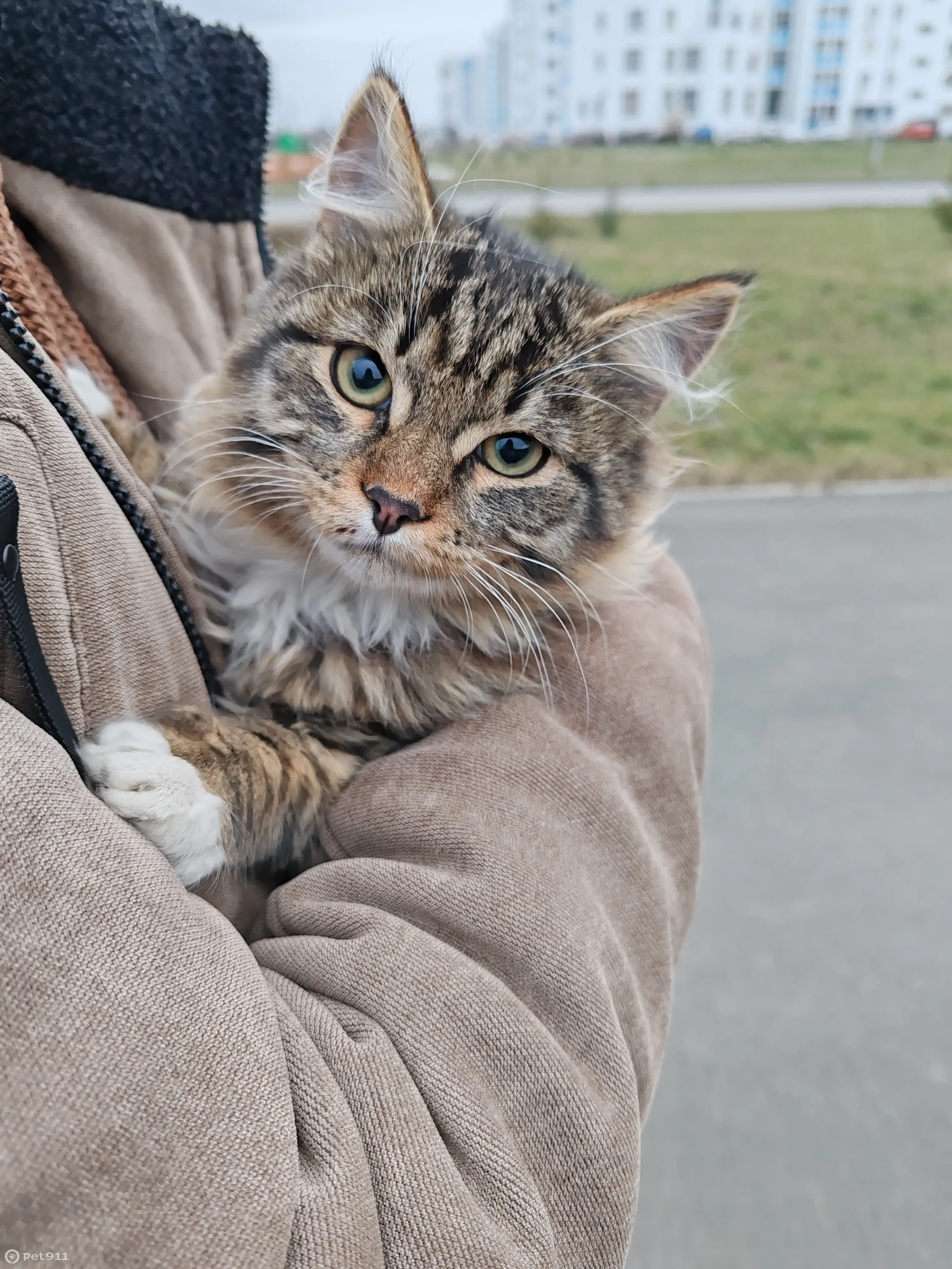 Кошка на дереве возле новых домов на пр. Химиков, Кемерово | Pet911.ru