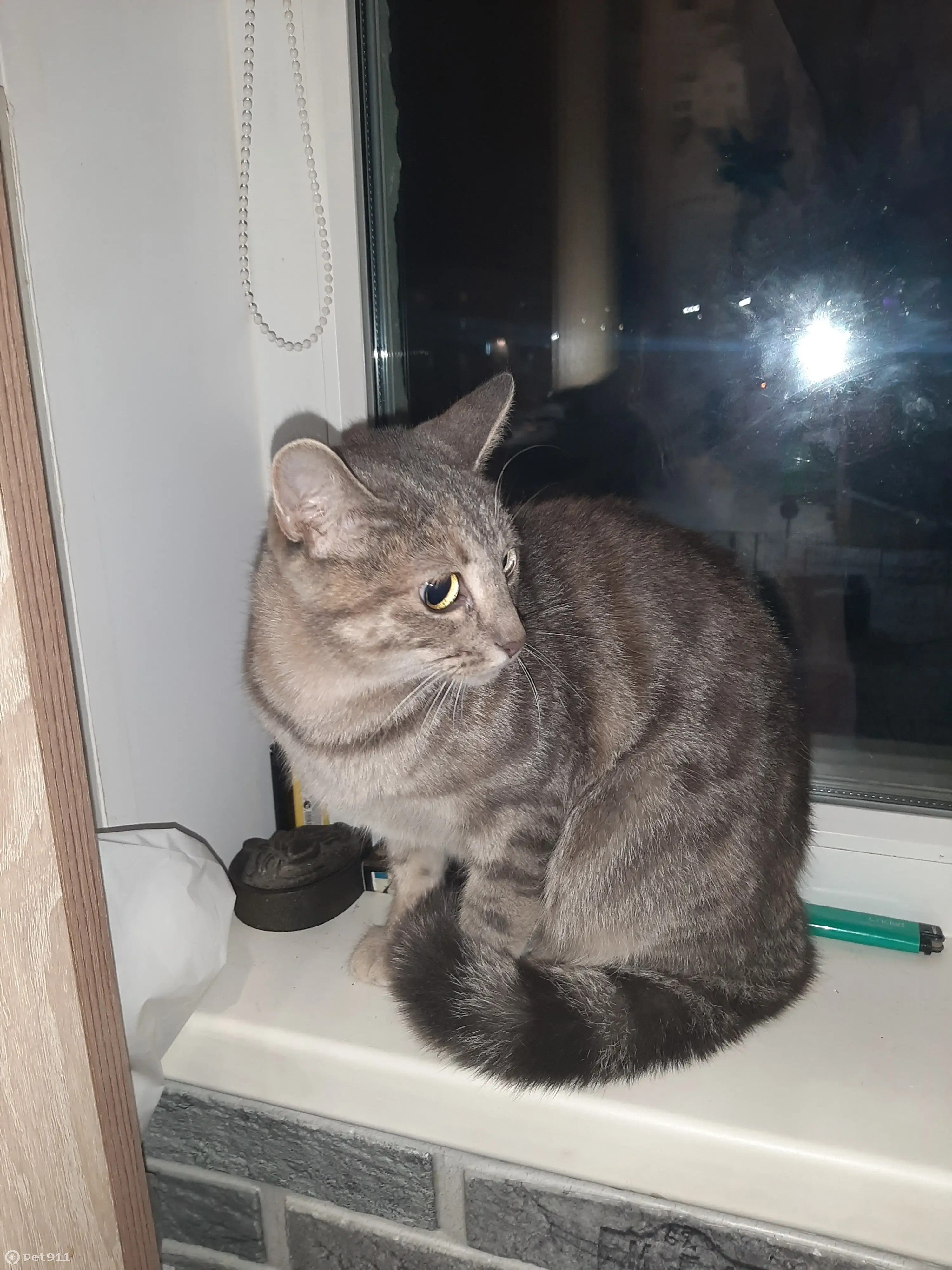 Найдена кошка, серый полосатый пол, порода неизвестна | Pet911.ru