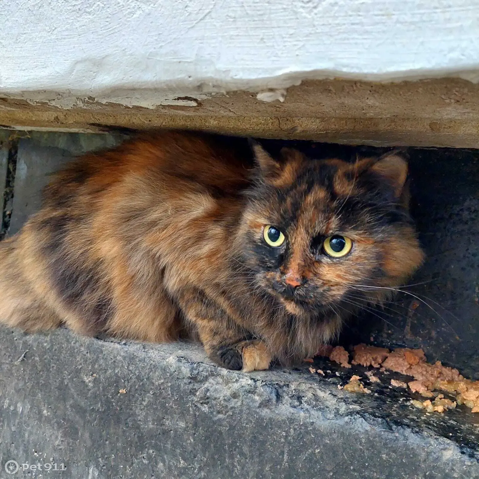Найдена кошка Калико на ул. Рихарда Зорге, 14, СПб | Pet911.ru