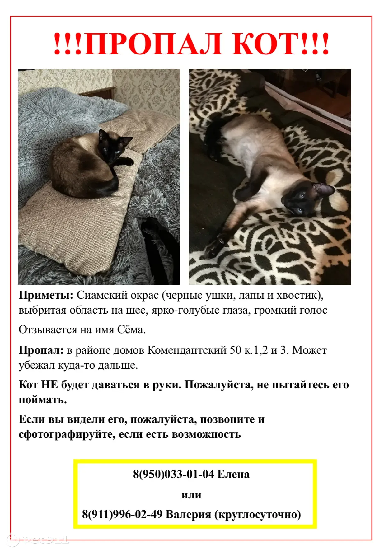 Пропавший кот сема ответы