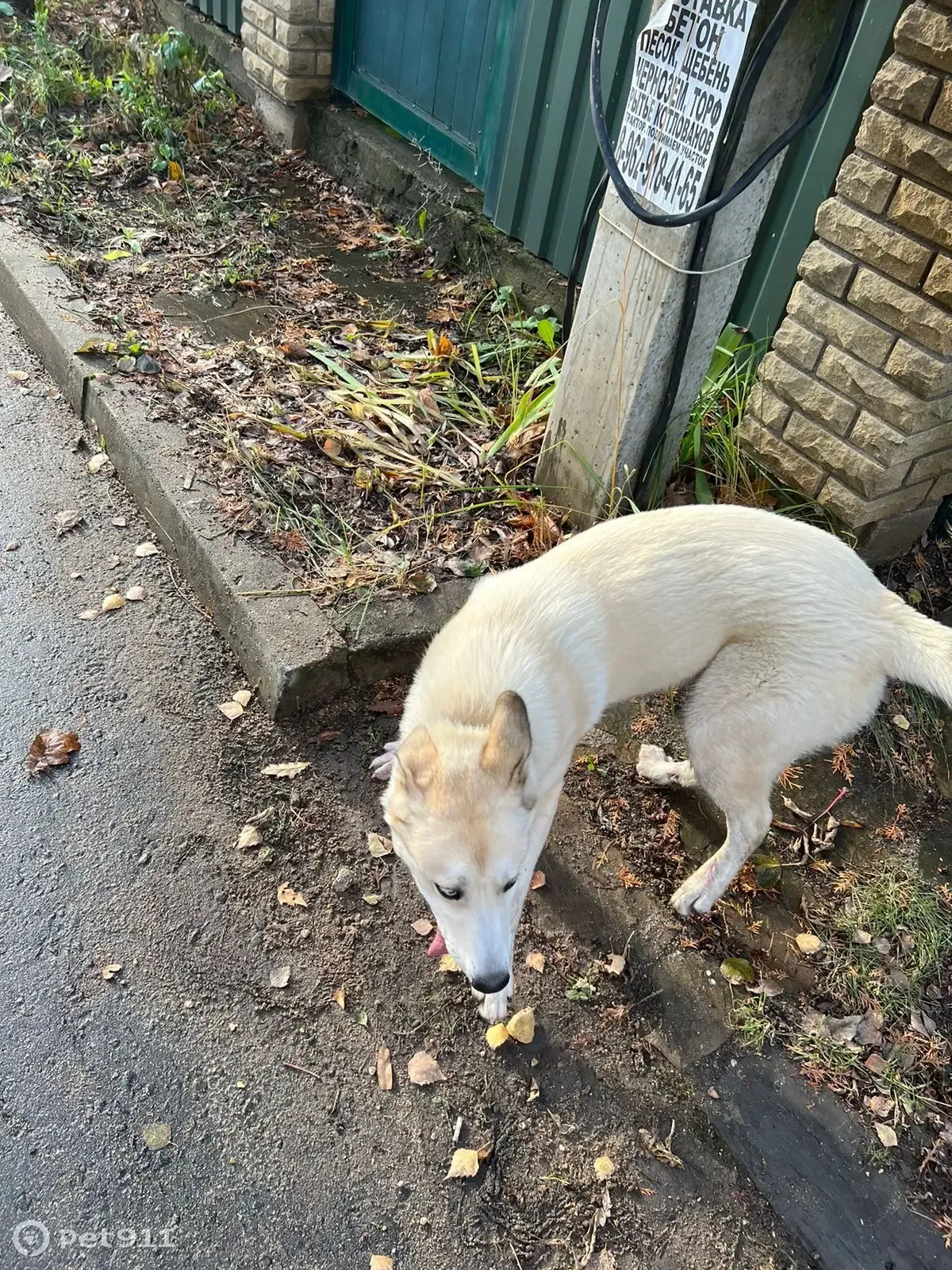 Найдена собака в Одинцовском районе, п.Горки-2, Знаменское поле | Pet911.ru