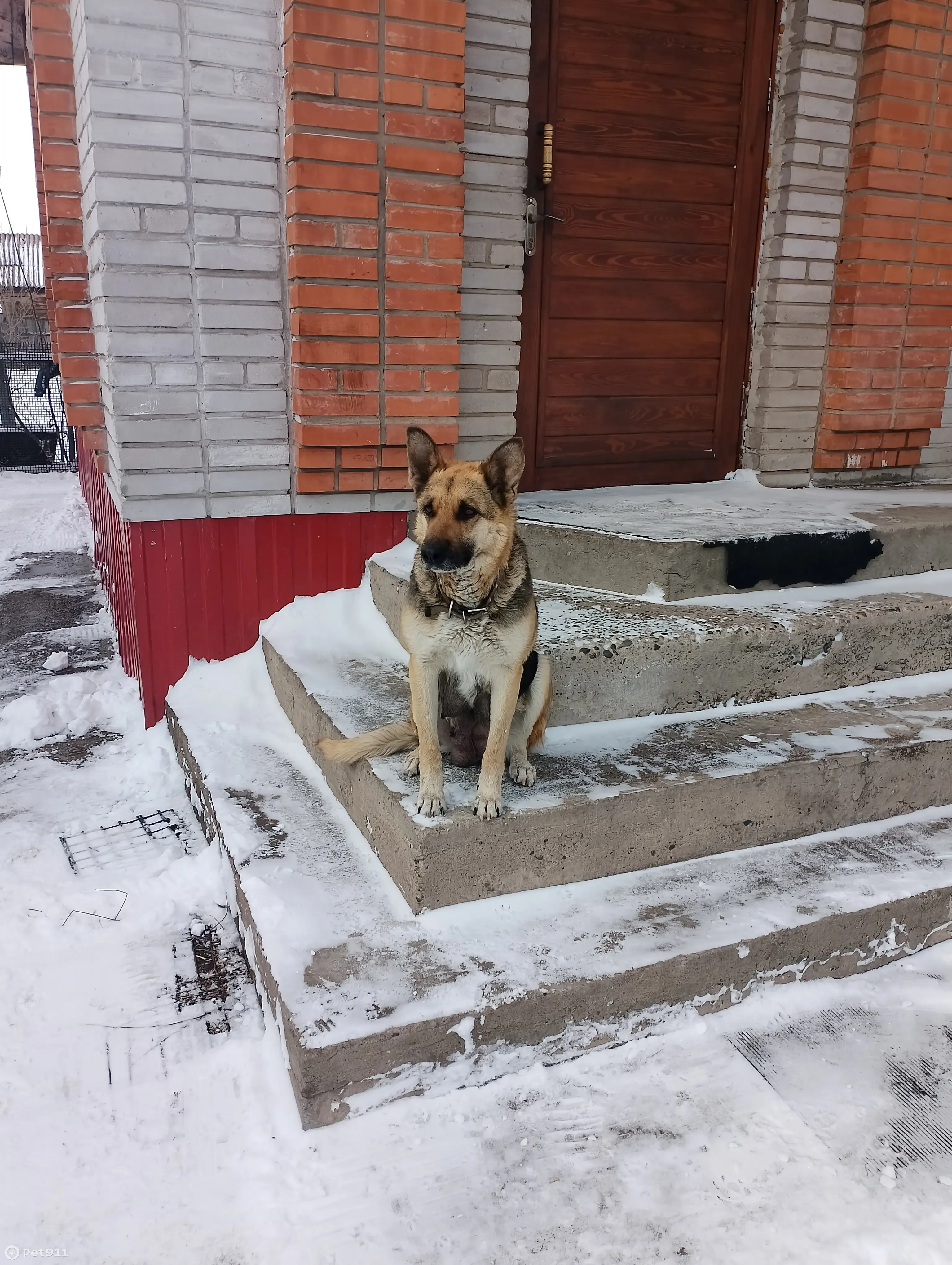 Пропала собака: Убежала восточноевропейская овчарка, Новая улица | Pet911.ru