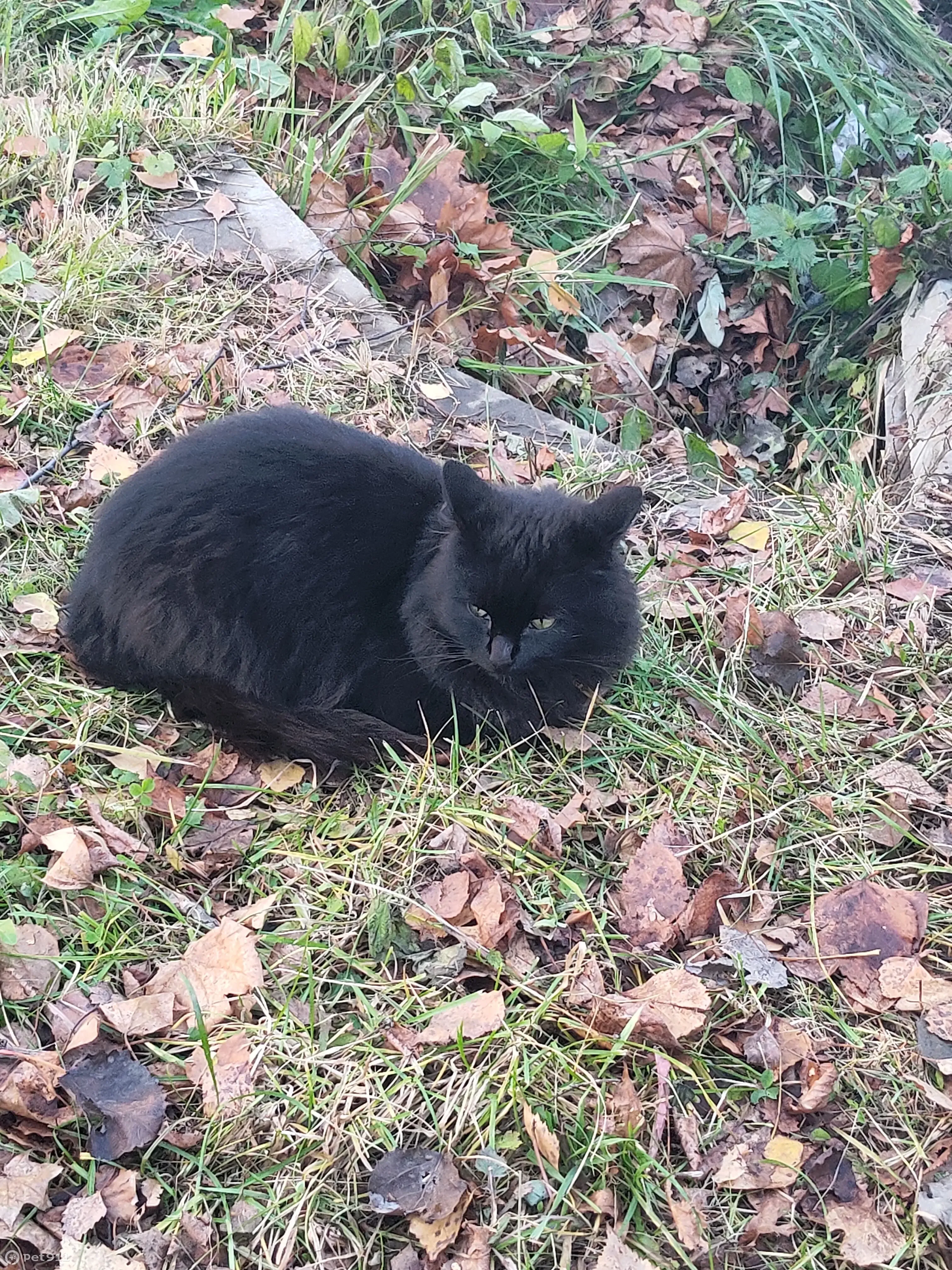 найдена черная кошка