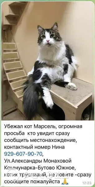 Пропала кошка Котик Марсель, ул. Александры Монаховой, 32с5 | Pet911.ru