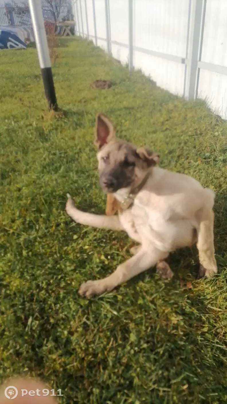 Найдена собака Девочка в Село Некрасово, Калужская область - photo