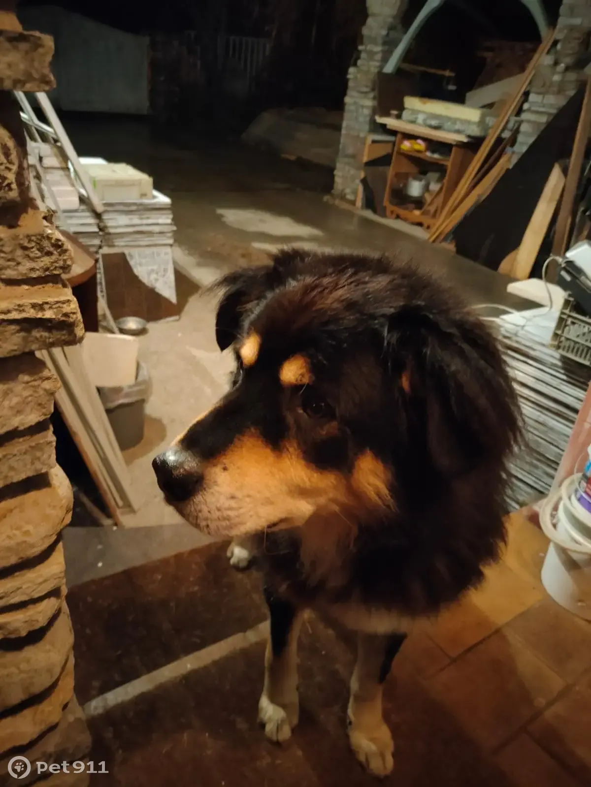 Найдена собака породы хотошо в Московской области | Pet911.ru