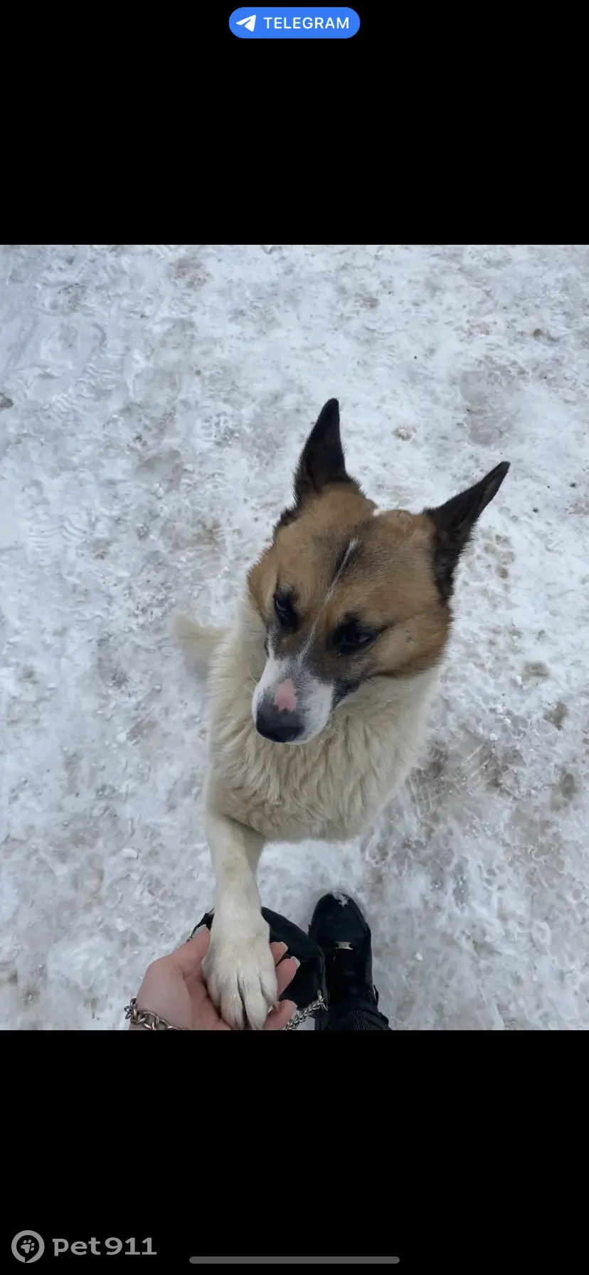 Пропала собака Мальчик пос. им. Чкалова, Волоколамское шоссе 45, Тверь |  Pet911.ru