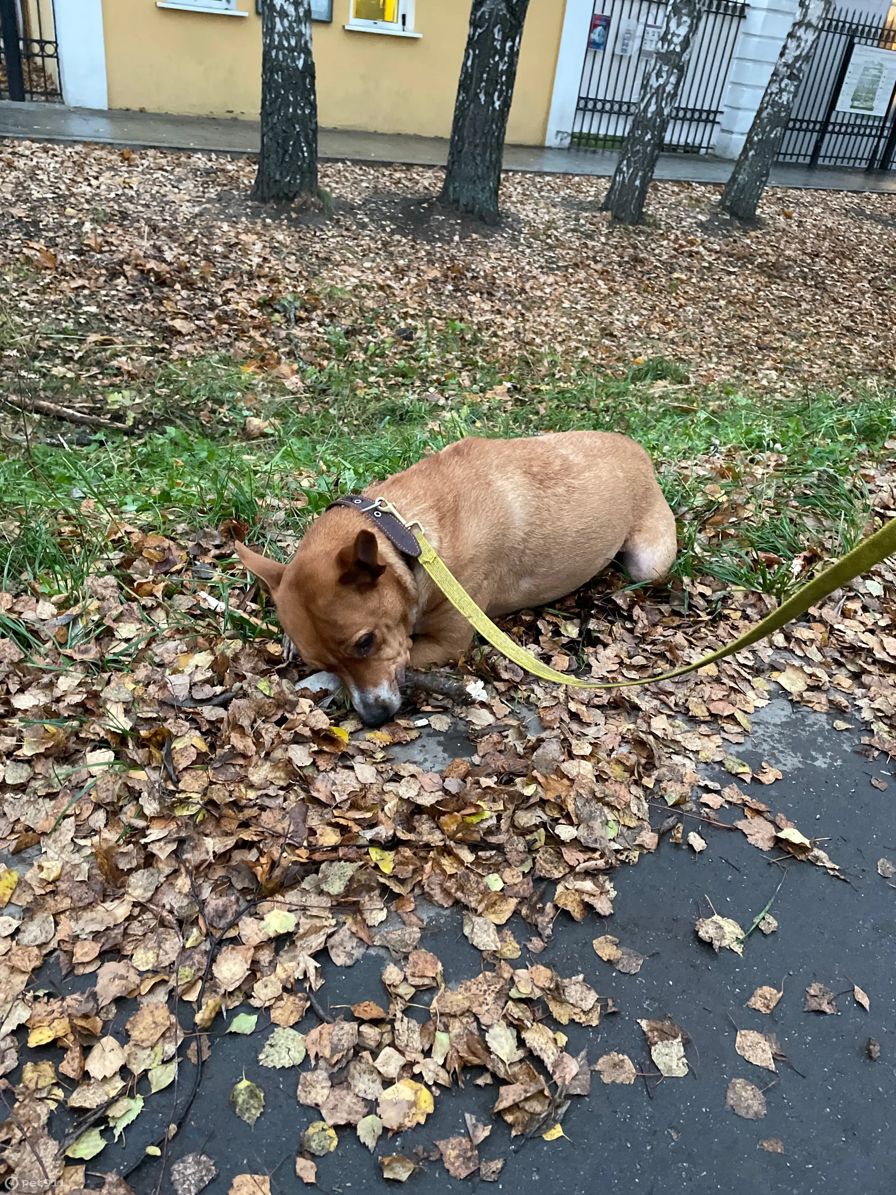 Найдена собака Мальчик, рыжий, крупный. Москва, Дворцовый проезд | Pet911.ru