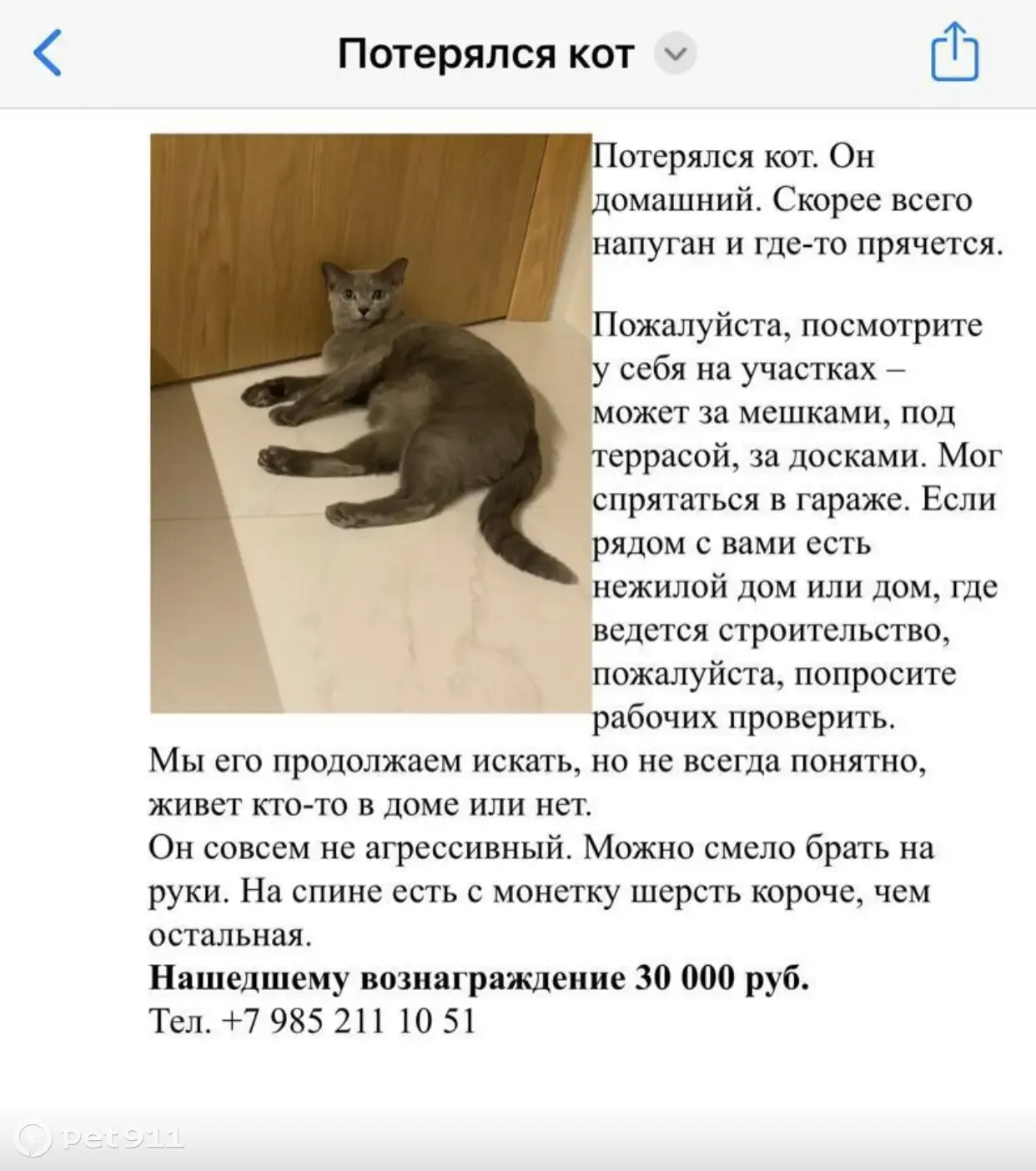 Пропала кошка Серый с пятном на спине | Pet911.ru