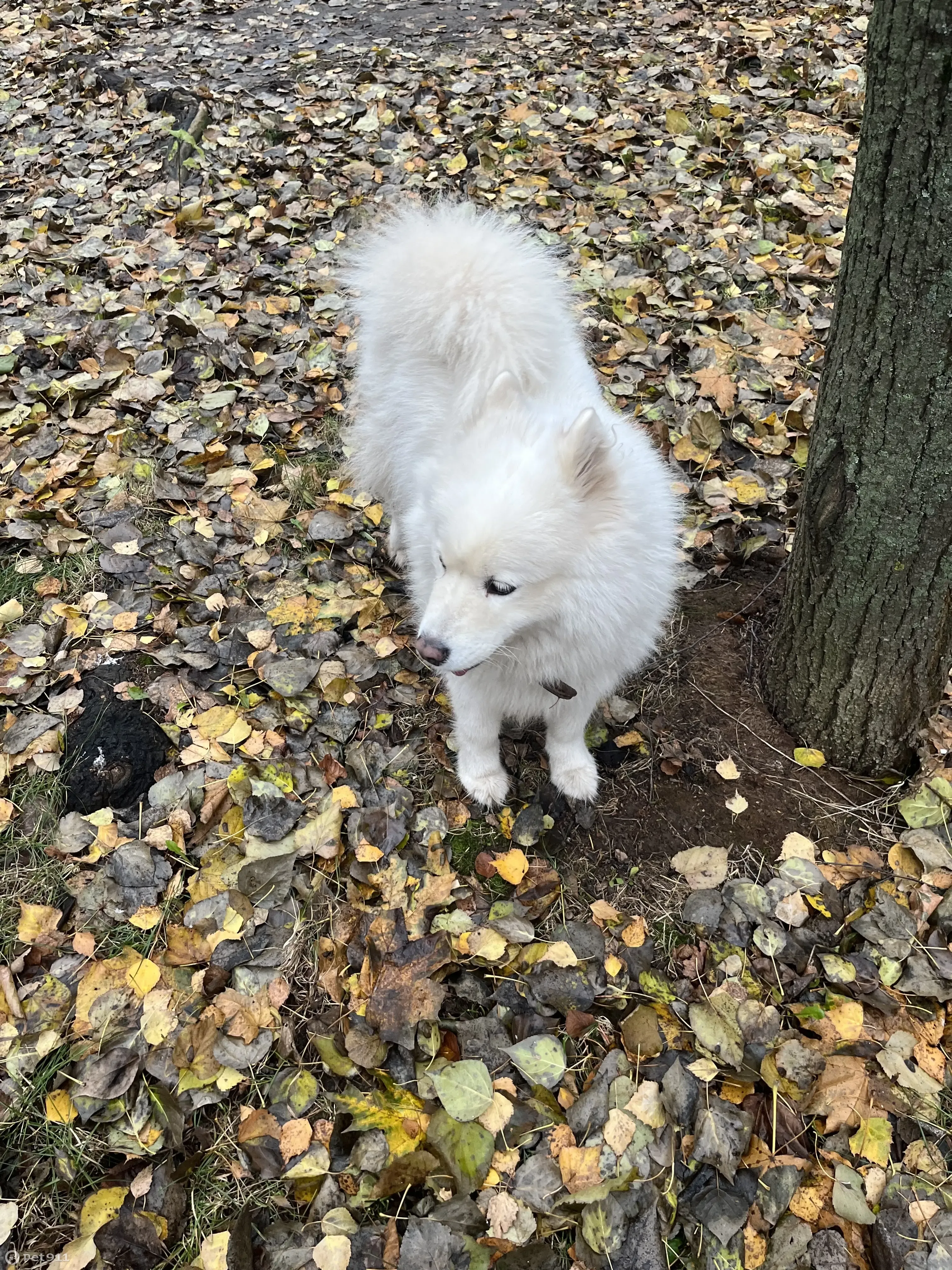 Найдена собака возле дома на ул. Чертановская 51 к1, Москва | Pet911.ru