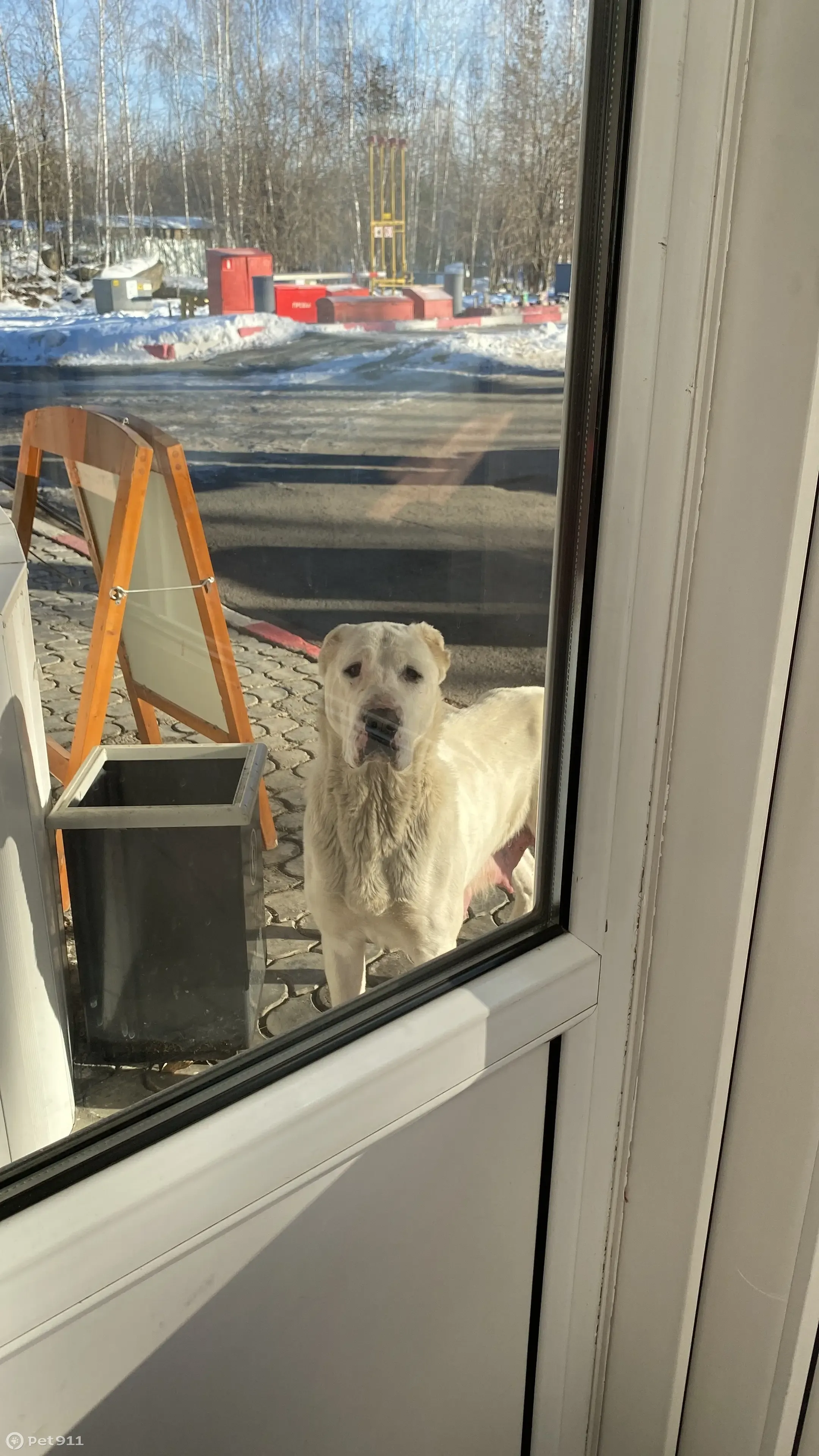 Найдена собака на АЗС Лукойл, Сибирский тракт, 8-й км, стр. 3 | Pet911.ru