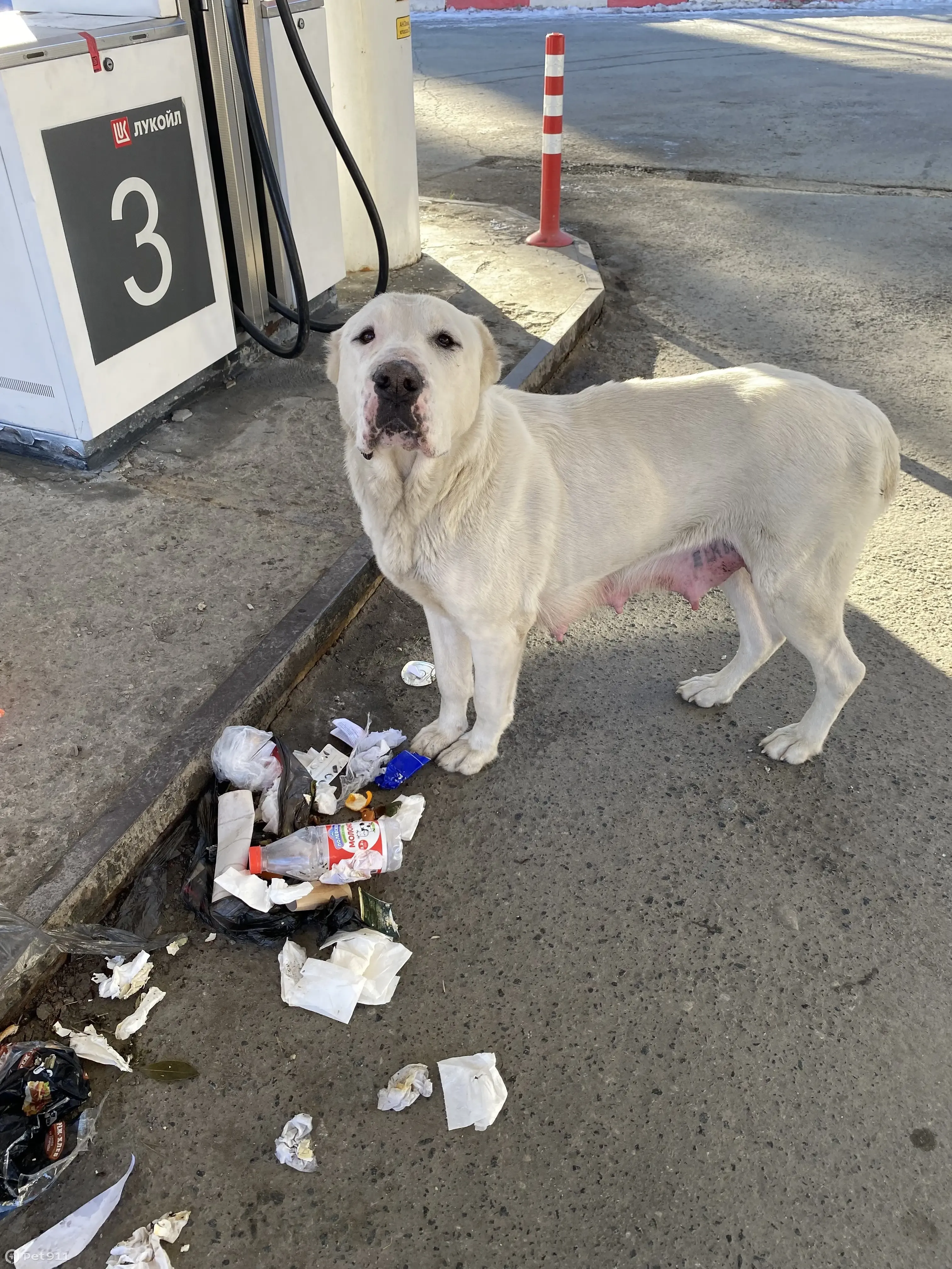 Найдена собака на АЗС Лукойл, Сибирский тракт, 8-й км, стр. 3 | Pet911.ru