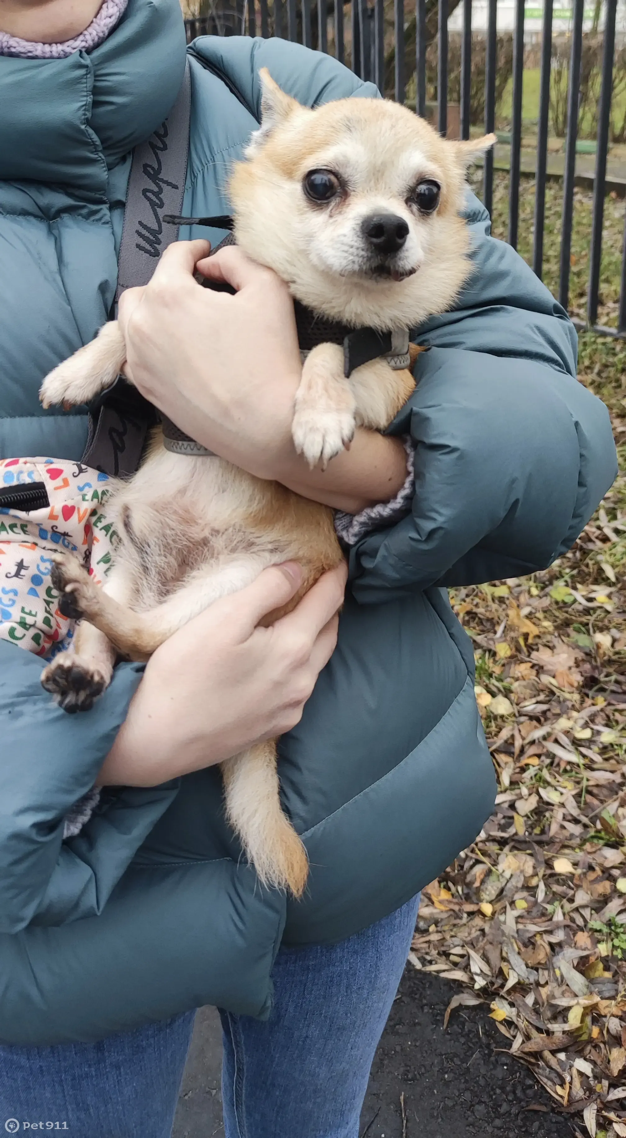 Собака Мальчик чихуа найдена у Алешкинского леса, ул. Вилиса Лациса, 4,  Москва | Pet911.ru