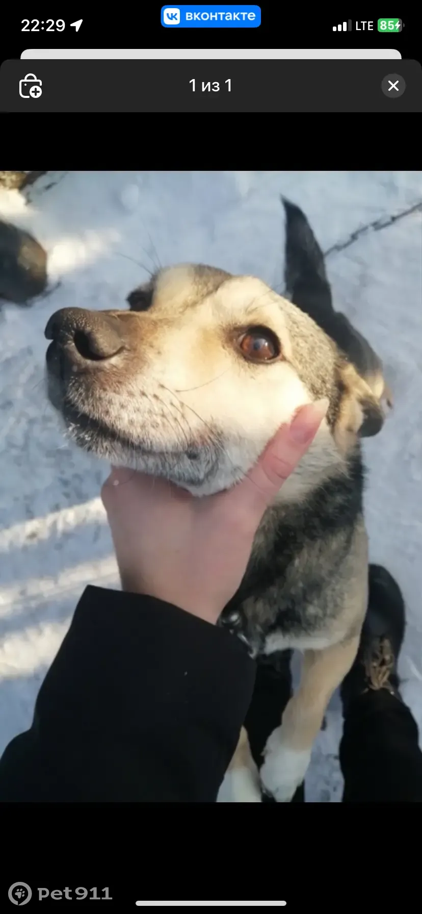 Пропала собака Бим в пос. Береговой, Омск. Помогите найти! | Pet911.ru