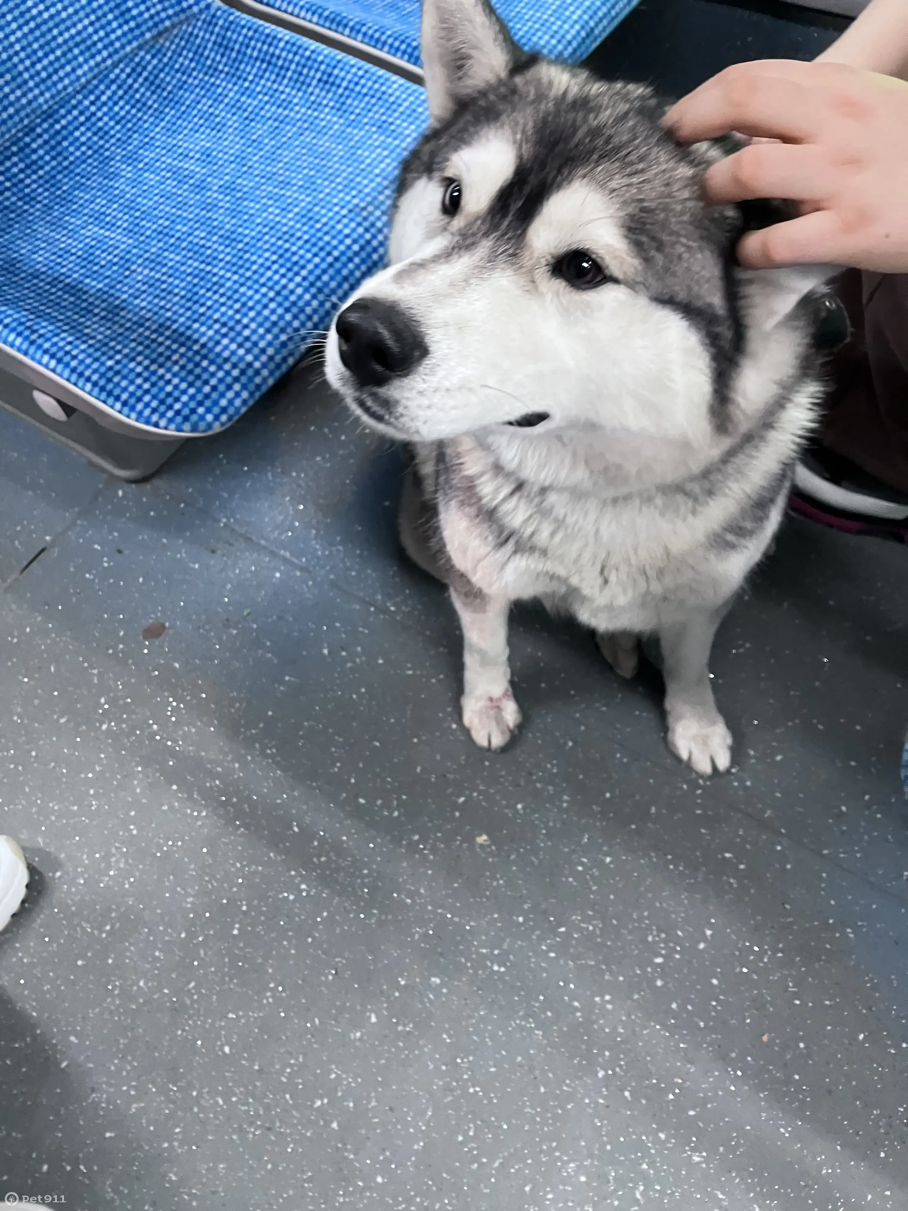 Найдена упитанная собака на пр. Б. Хмельницкого, 103, Белгород | Pet911.ru