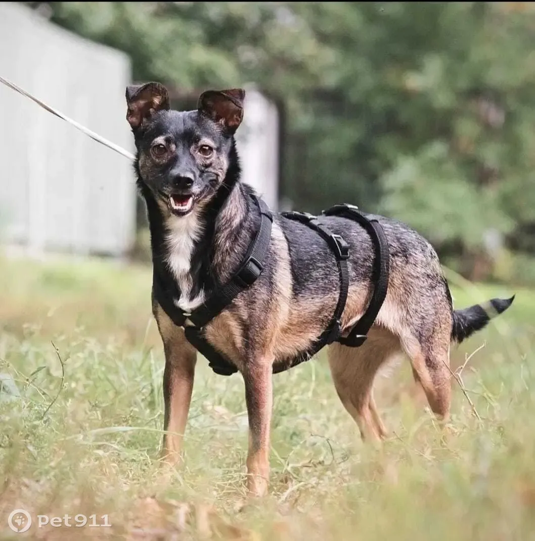 Пропала собака Микки, Шенкурский проезд, 12, Москва | Pet911.ru