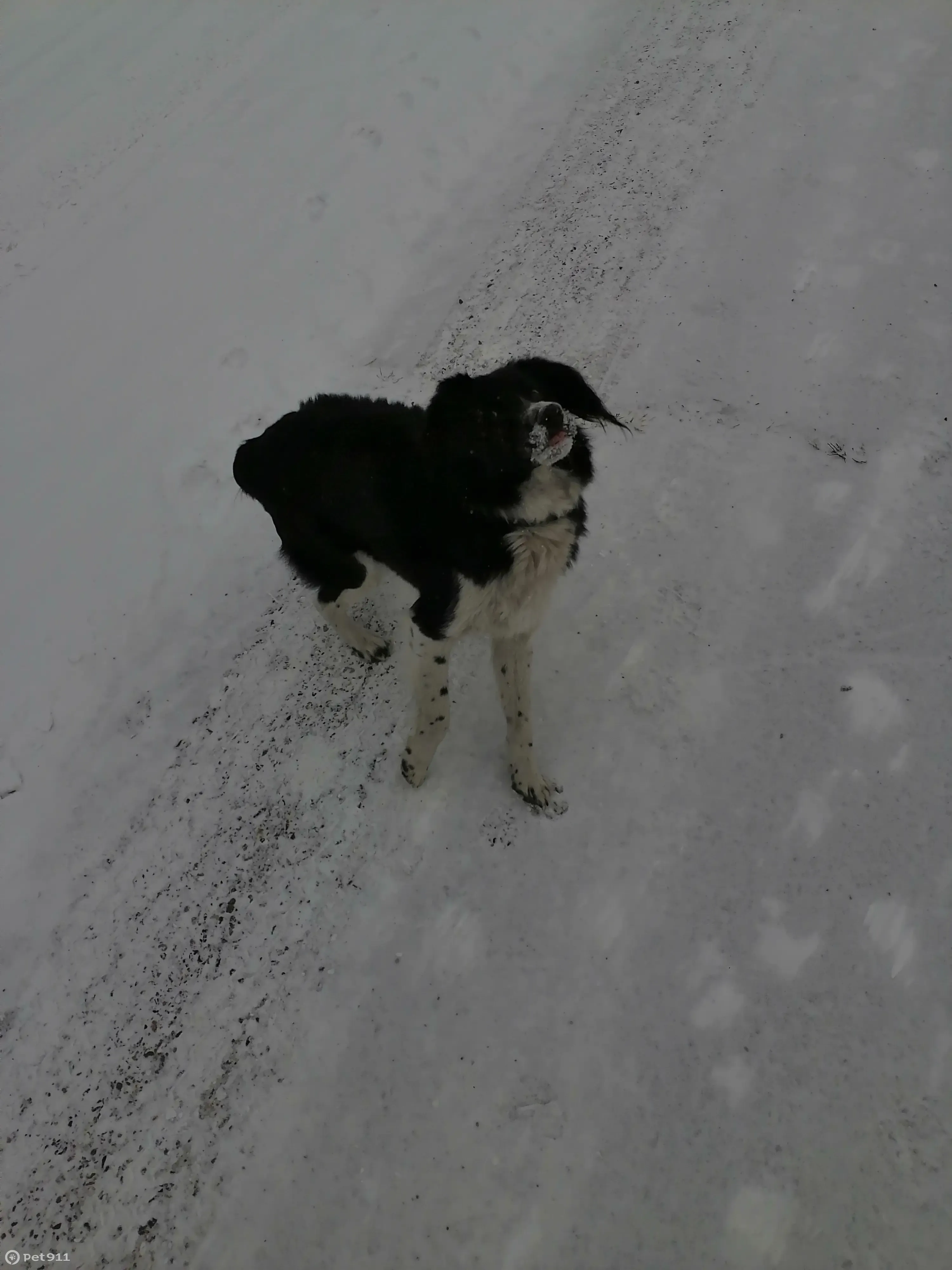 Собака найдена на ул. Шилова, 100, Чита | Pet911.ru