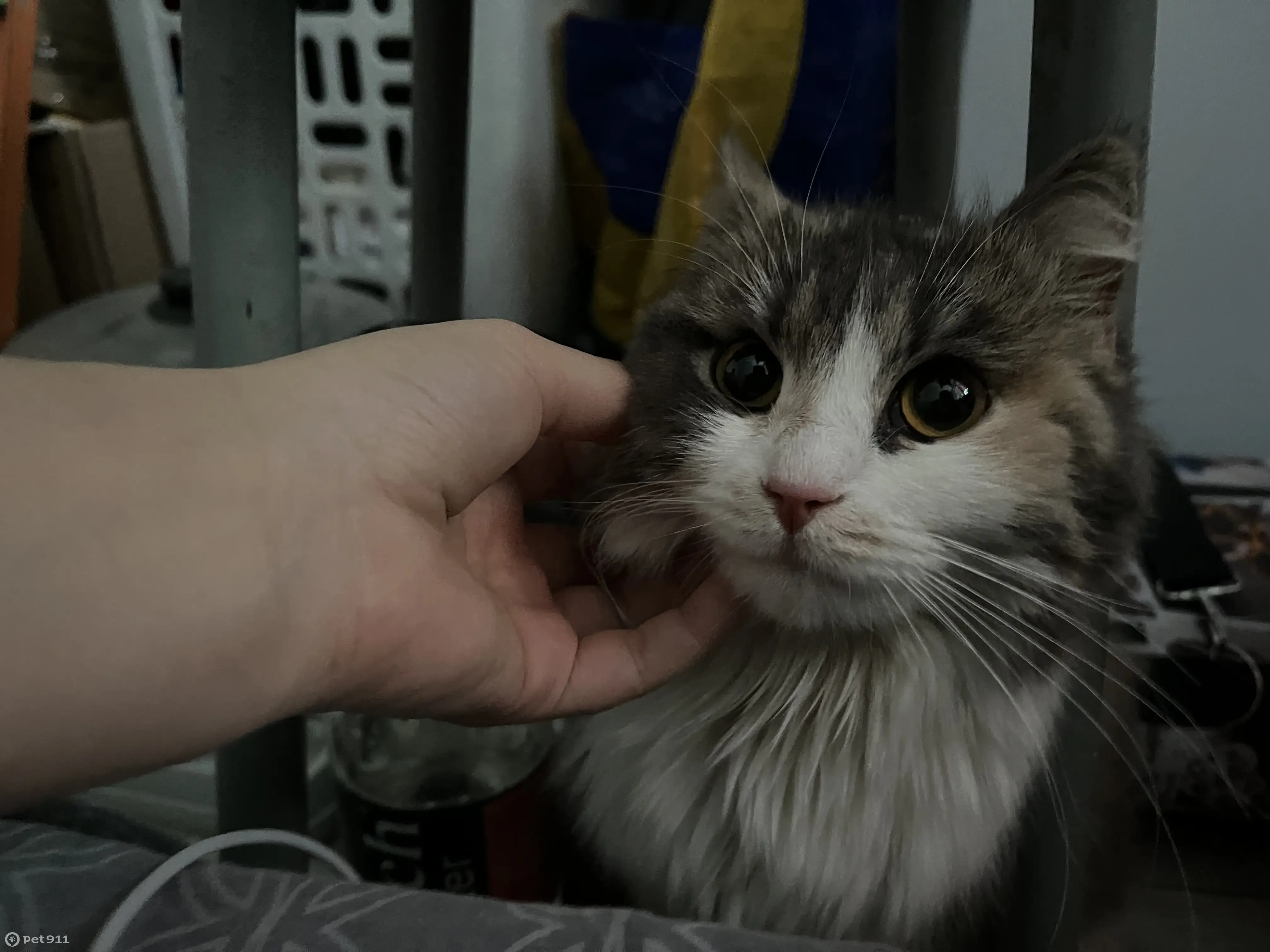 Найдена кошка на Советской ул., Ноябрьск - photo