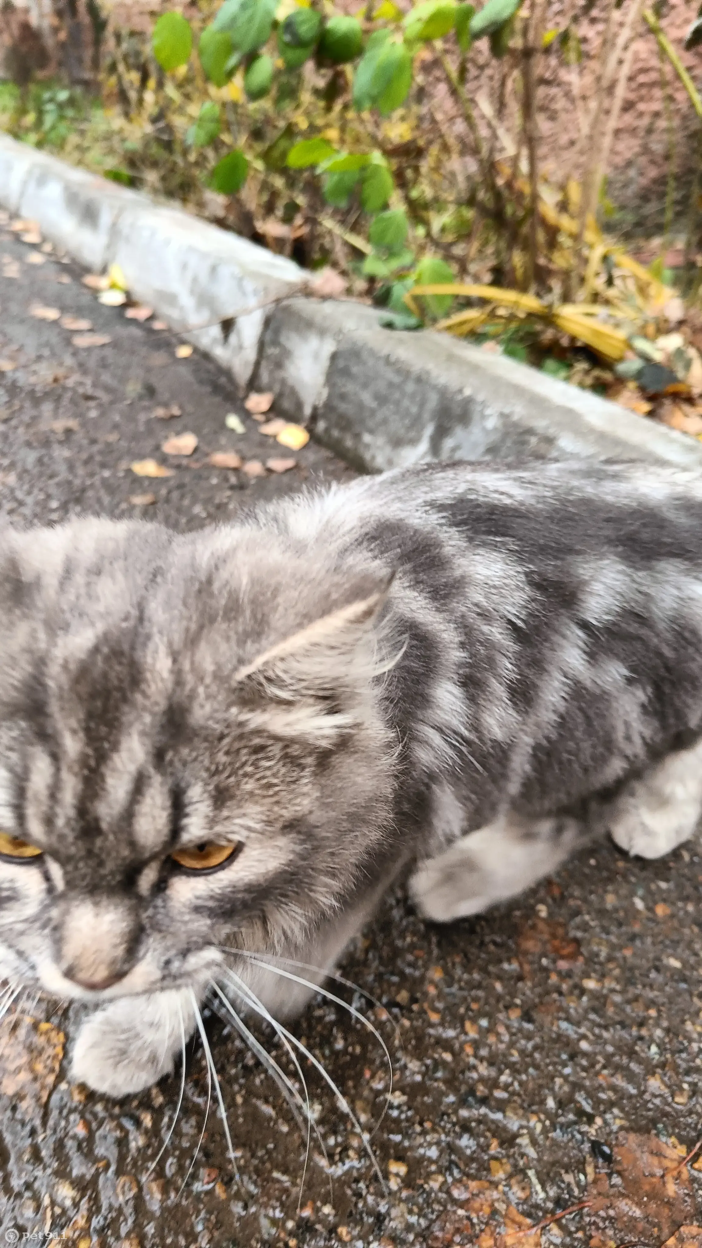 Найдена кошка на ул. Дементьева, 1, Казань | Pet911.ru