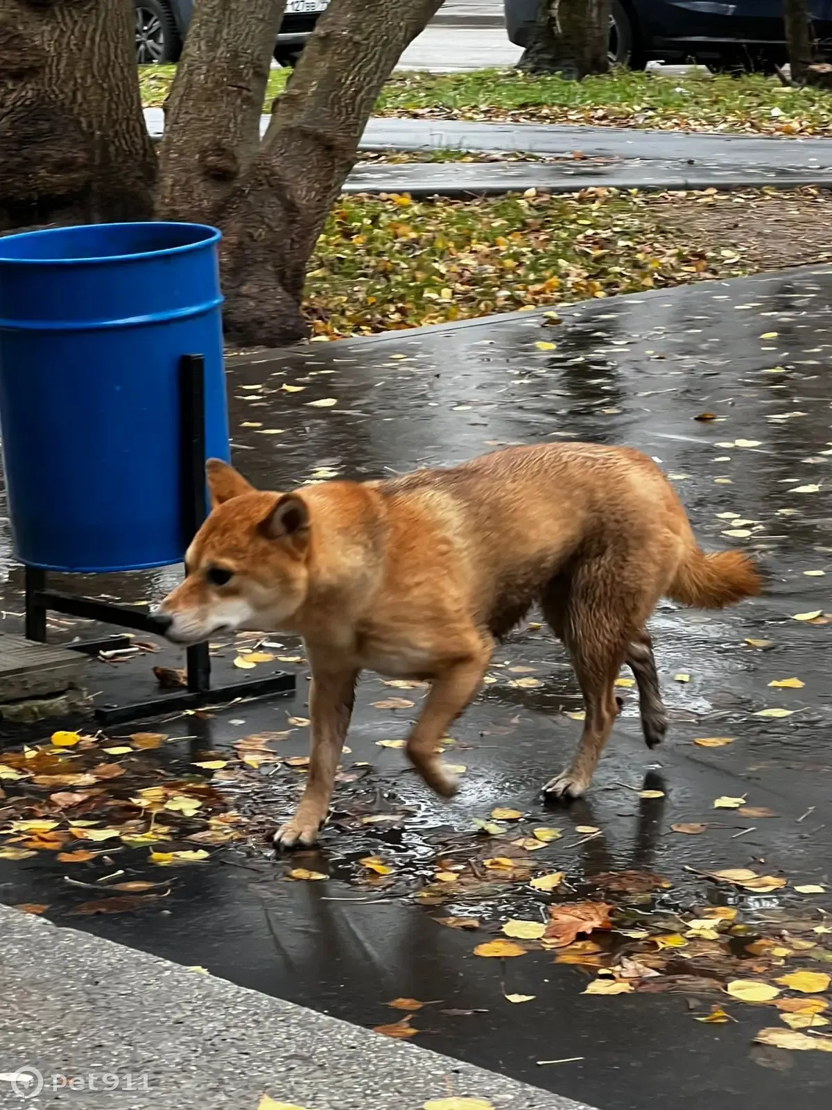 Потерян мальчик-собака, найден на ул. Металлургов, 13 к1, Москва | Pet911.ru