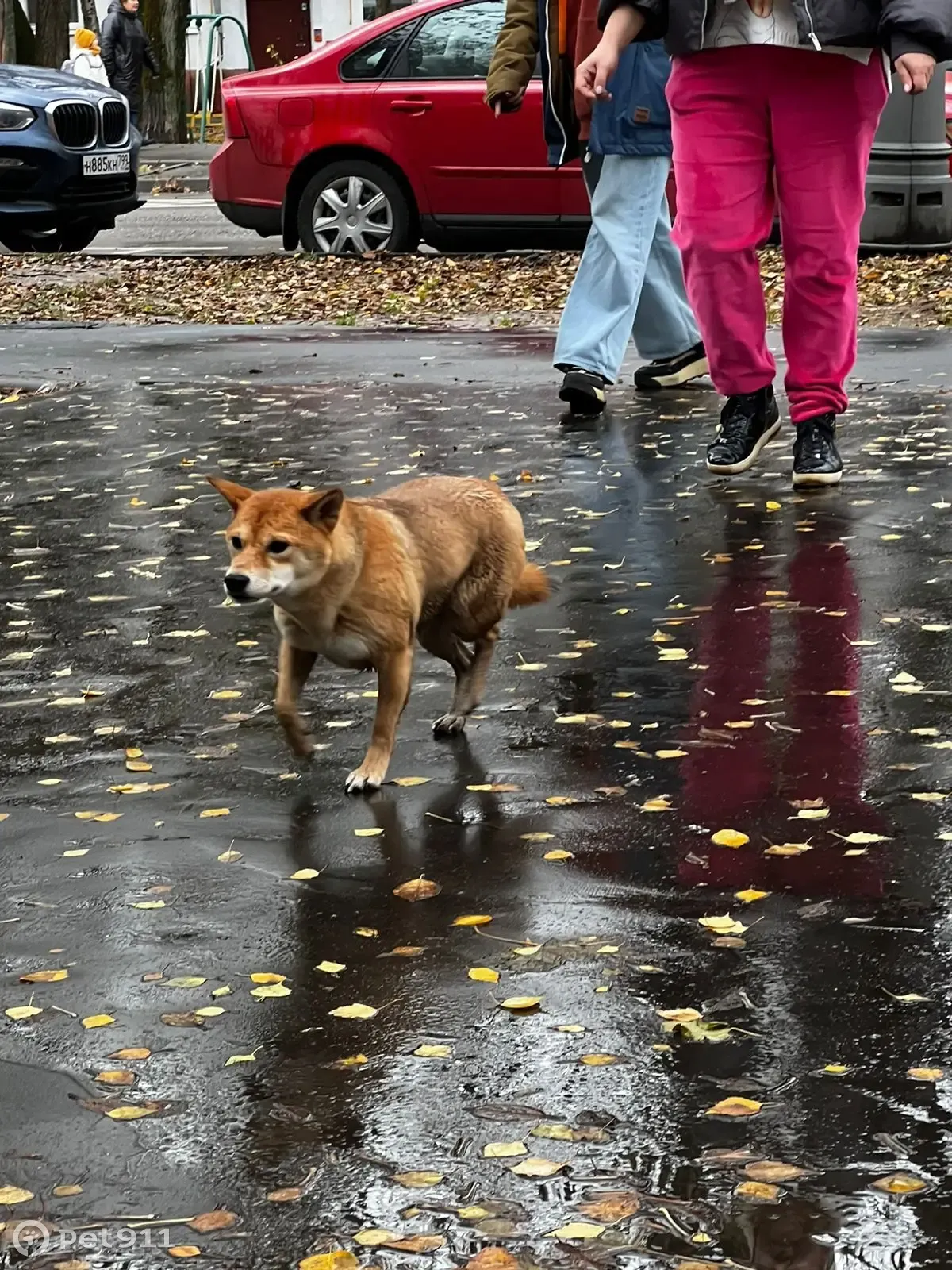 Потерян мальчик-собака, найден на ул. Металлургов, 13 к1, Москва | Pet911.ru