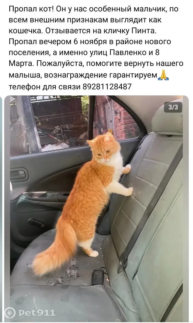 Пропала кошка: Рыжий с белым, ул. Павленко, 18 | Pet911.ru