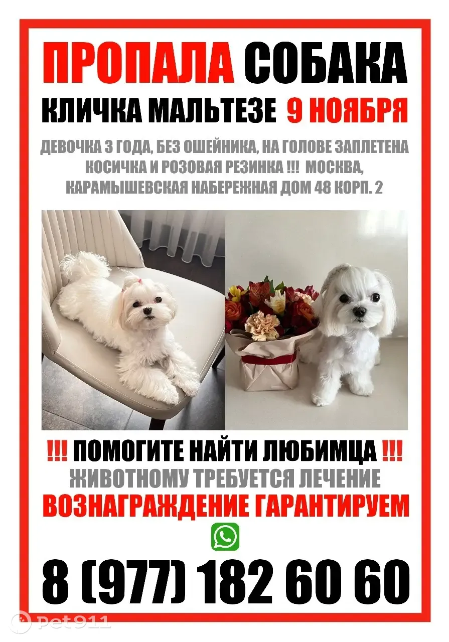 Пропала собака Мальтезе, Карамышевская наб., Москва | Pet911.ru