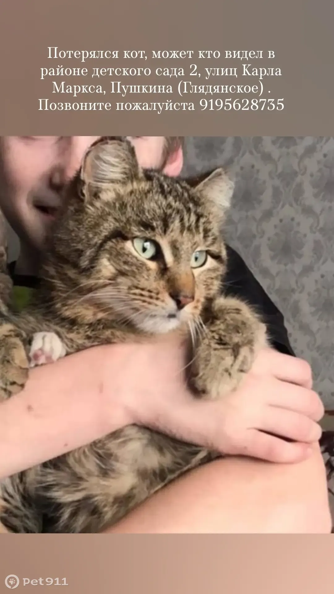 Пропала кошка Кот Стёпа, ул. Карла Маркса, 14 - photo