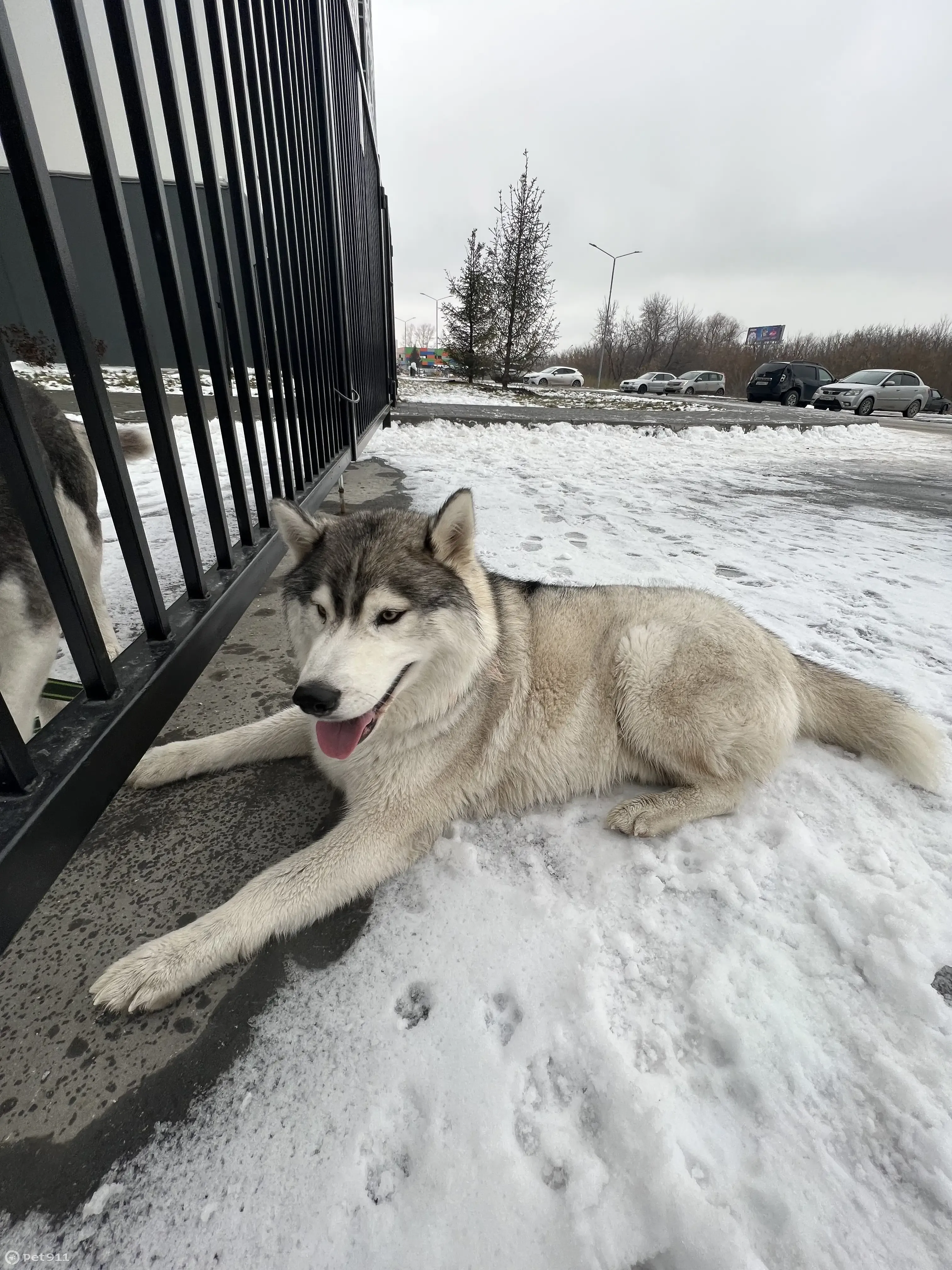 Найдена собака хаски/маламут, ул. Ватутина 93, Новосибирск | Pet911.ru