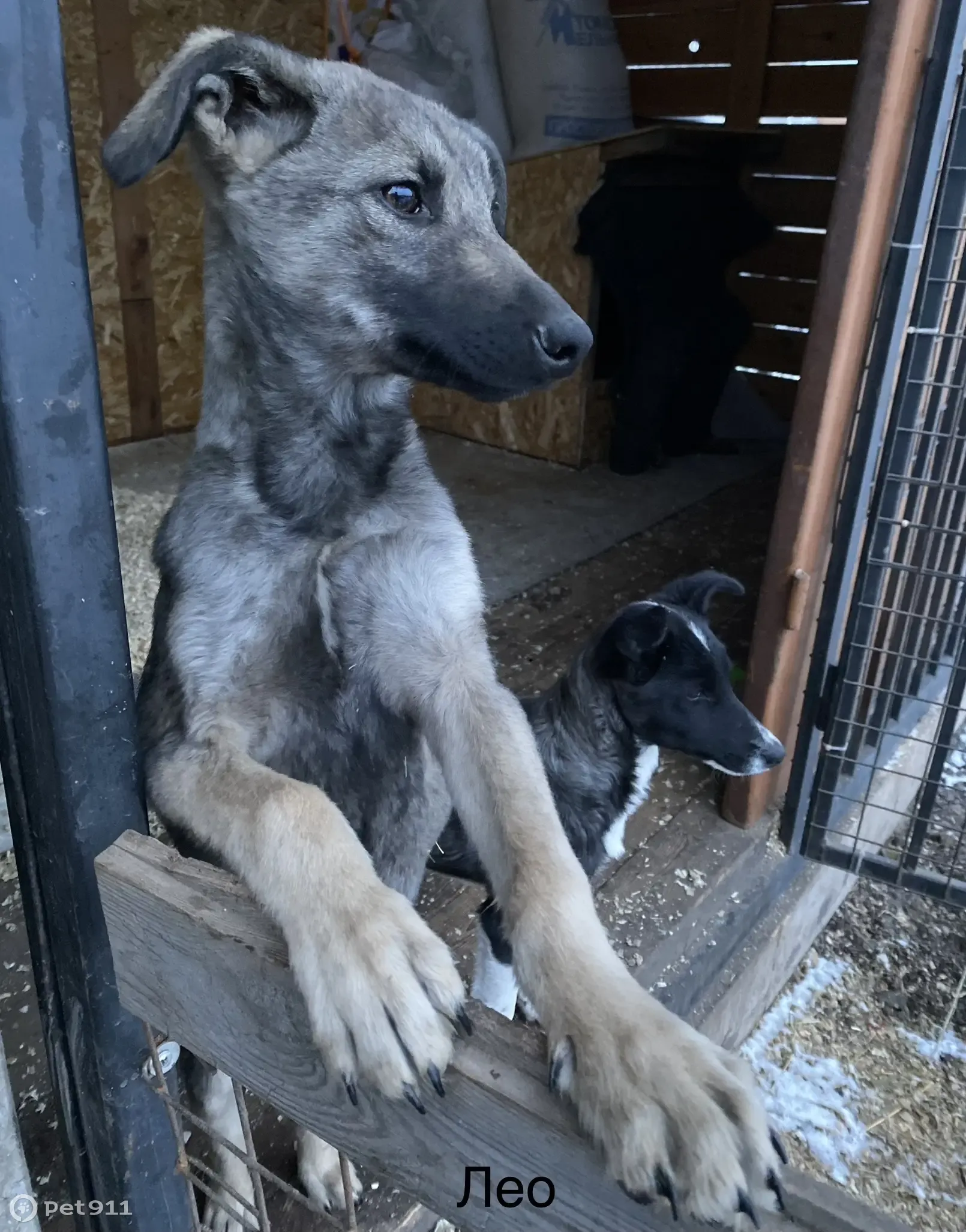 Найдены щенята, ищут дом 🐶 | Pet911.ru