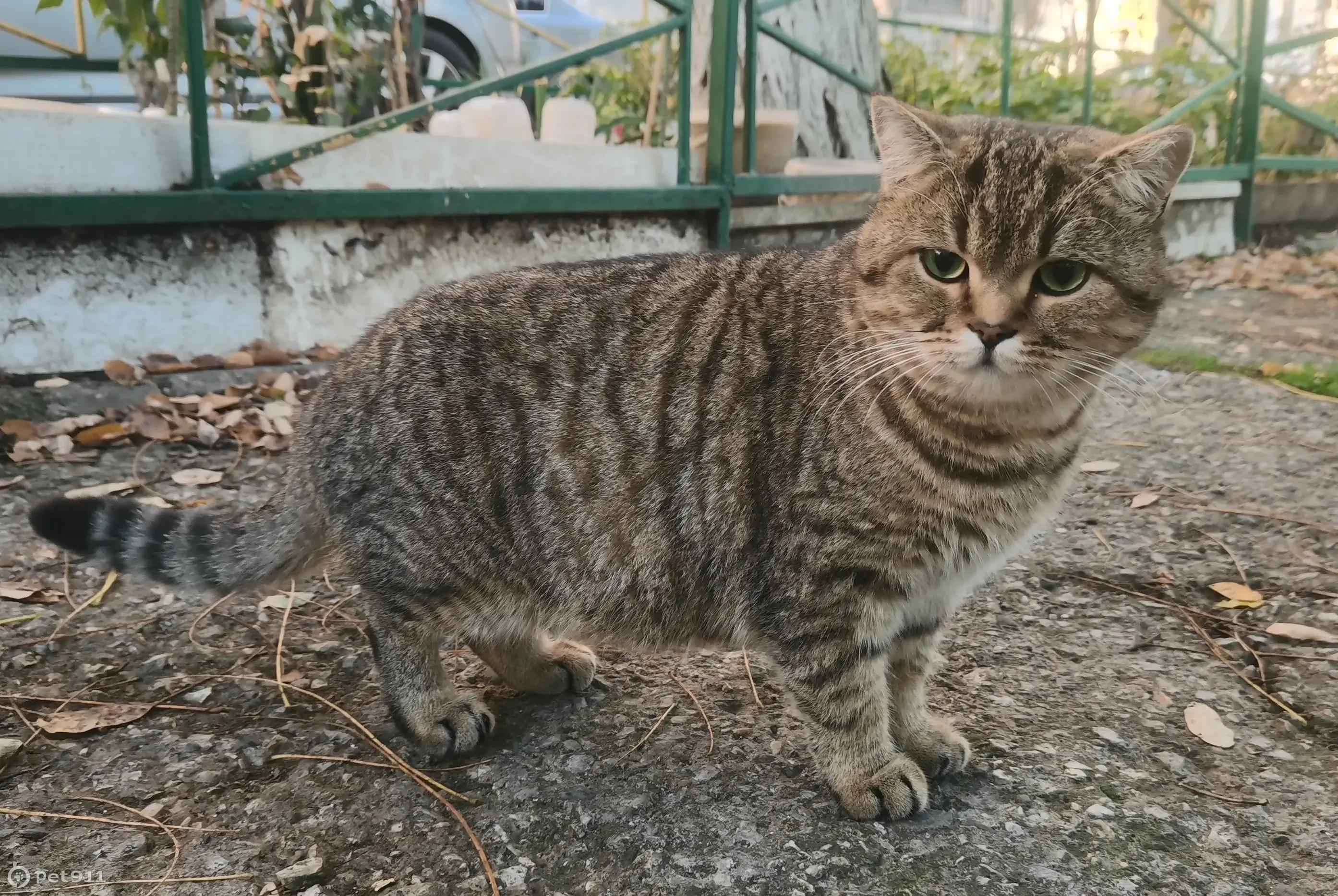 Найдена дружелюбная кошка на ул. Героев Десантников, Новороссийск |  Pet911.ru