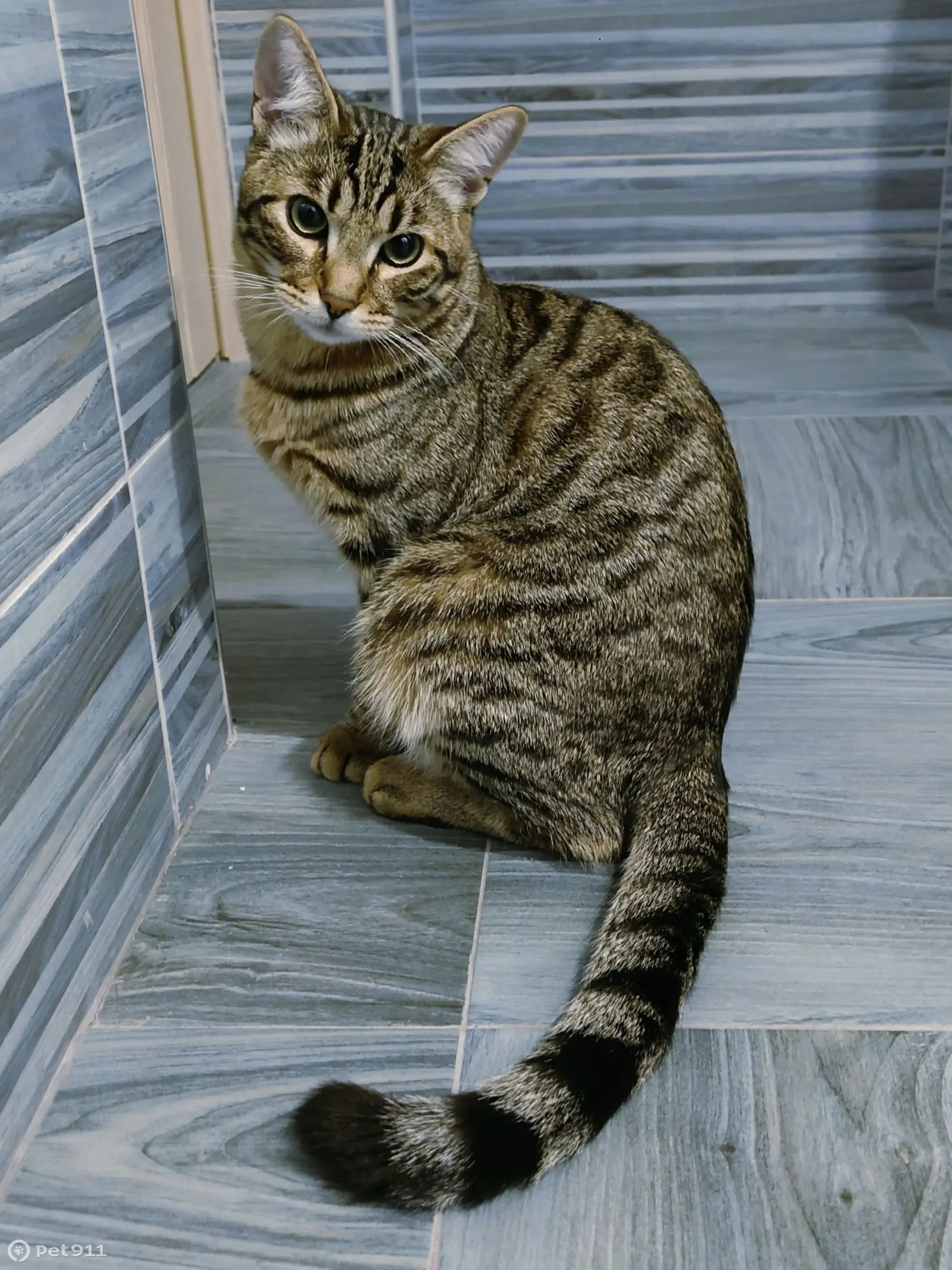 Пропала кошка Кот, азиатский табби, без ошейника. Чепелёво, Московская  область | Pet911.ru