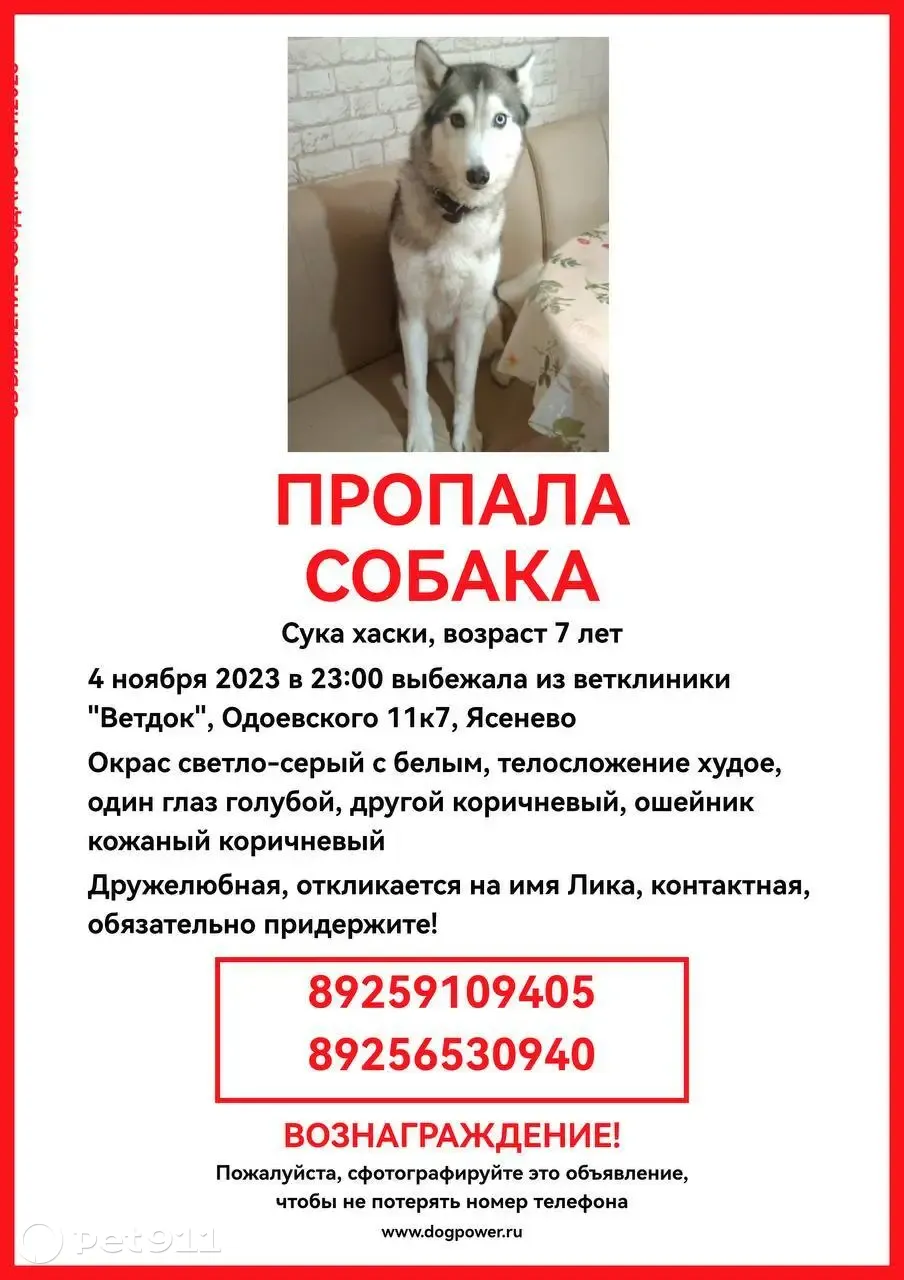 Пропала собака Хаски, Одоевского 11 к7, Москва | Pet911.ru