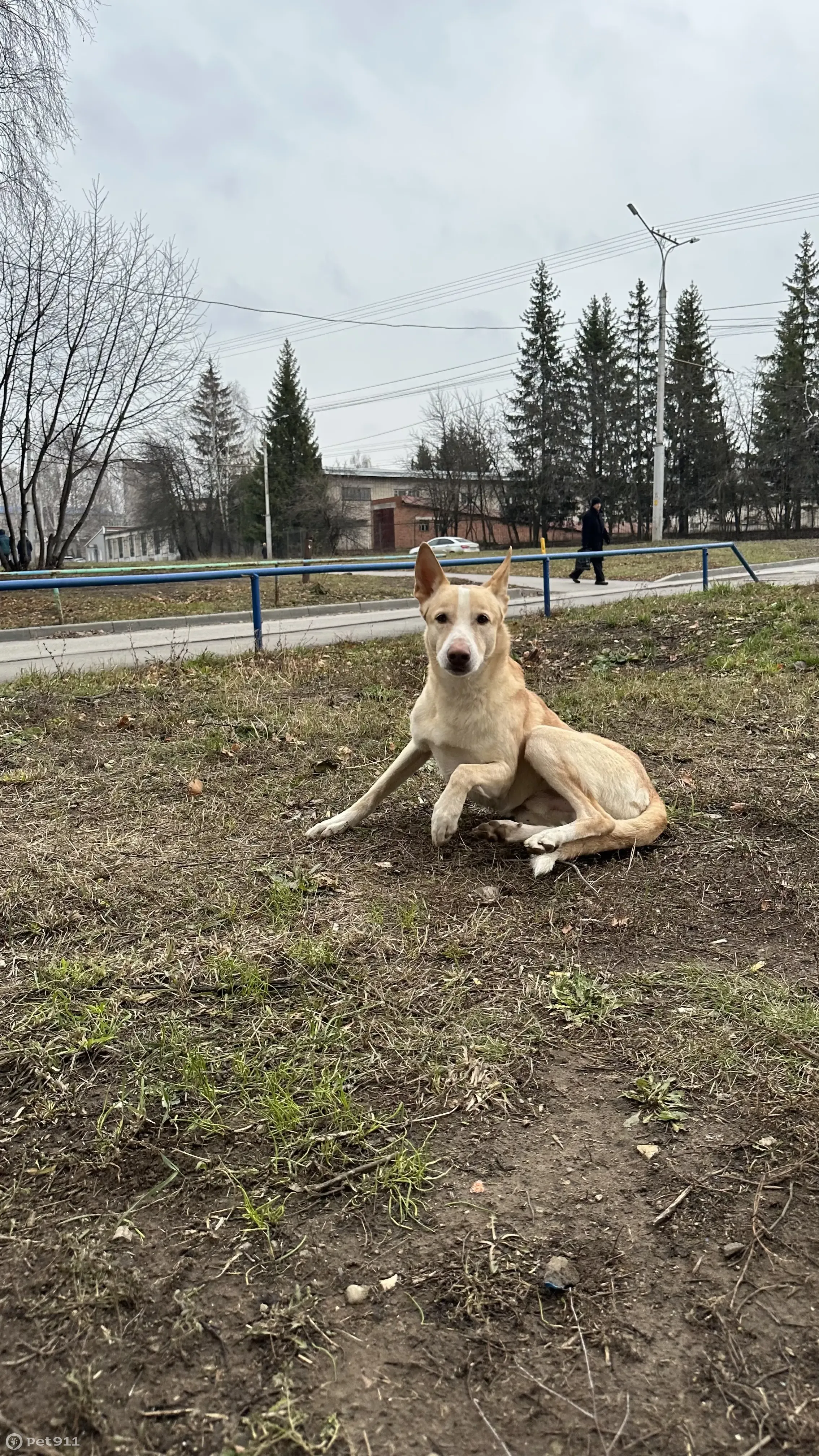 Собака найдена в Чебоксарах, ул. Мичмана Павлова, д.46 | Pet911.ru