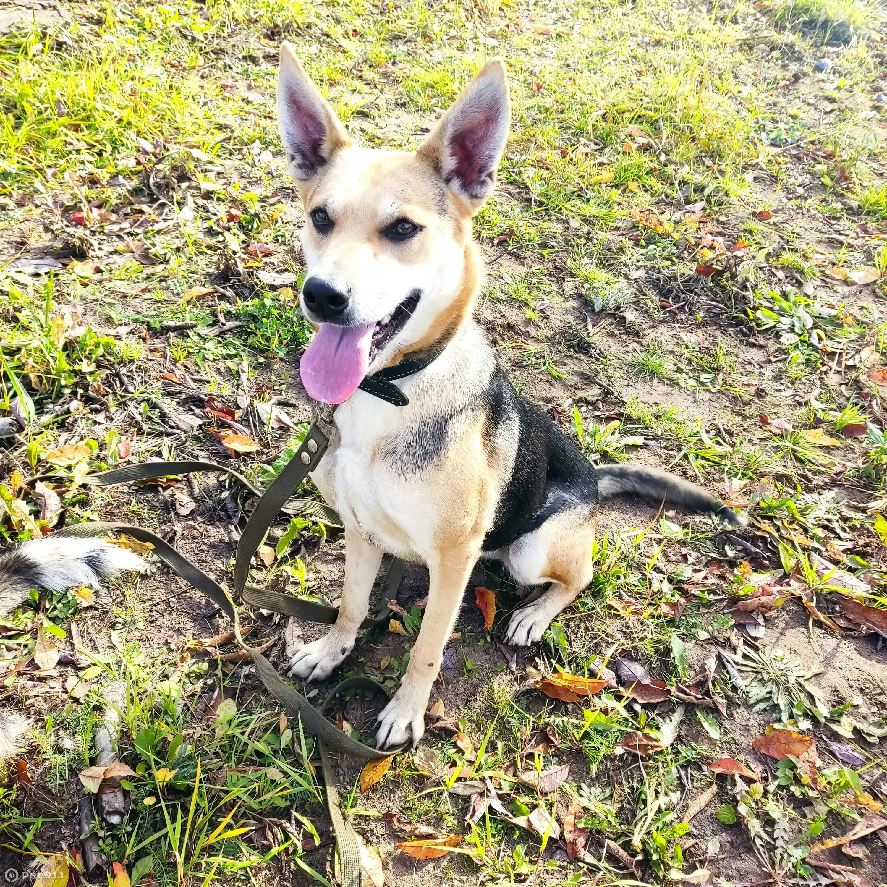 Пропала собака в Тверской области, нужны фото и место нахождения - photo