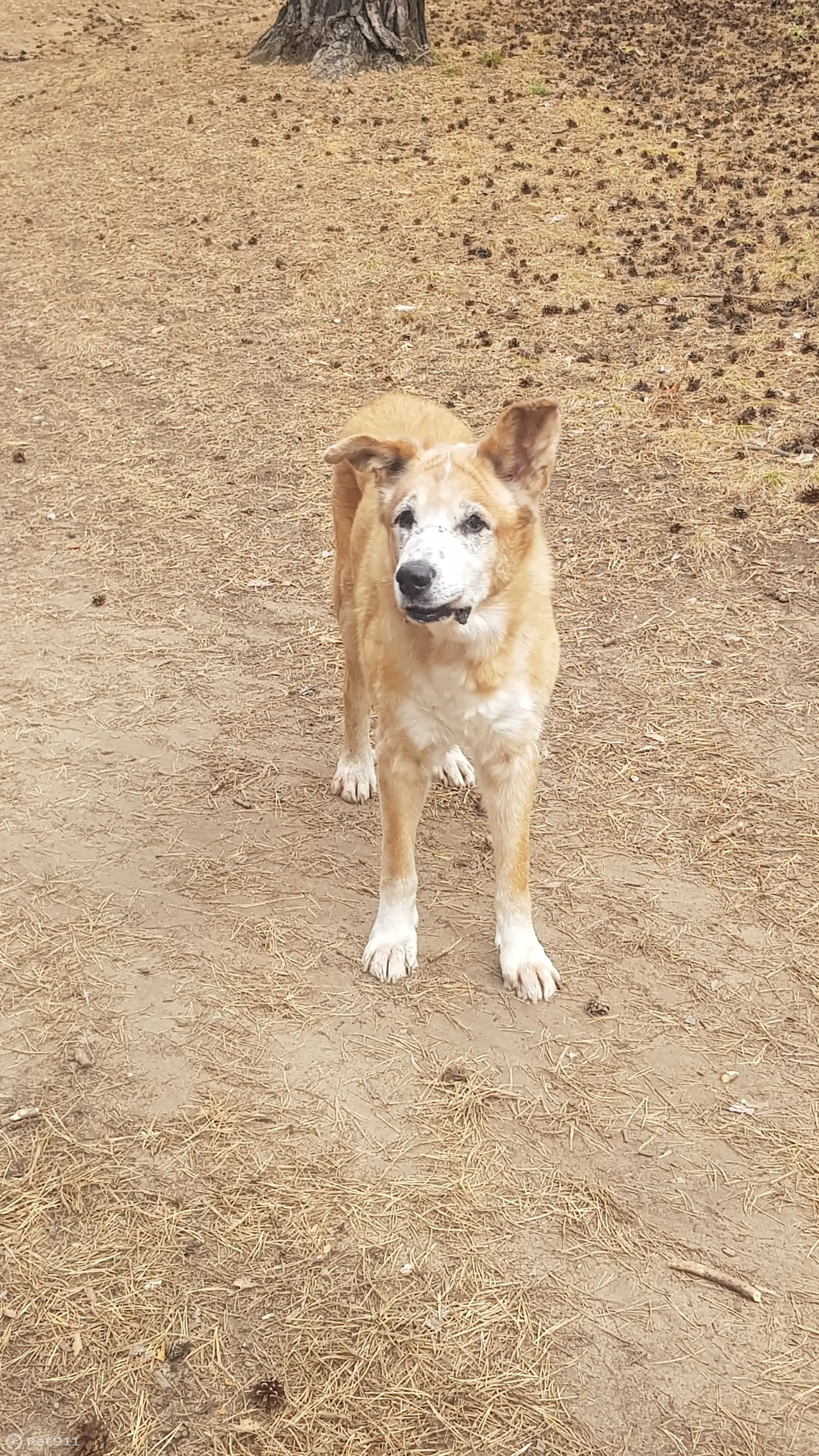 Пропала собака Пес, рыжего цвета, у стадиона СибВО, Чита | Pet911.ru