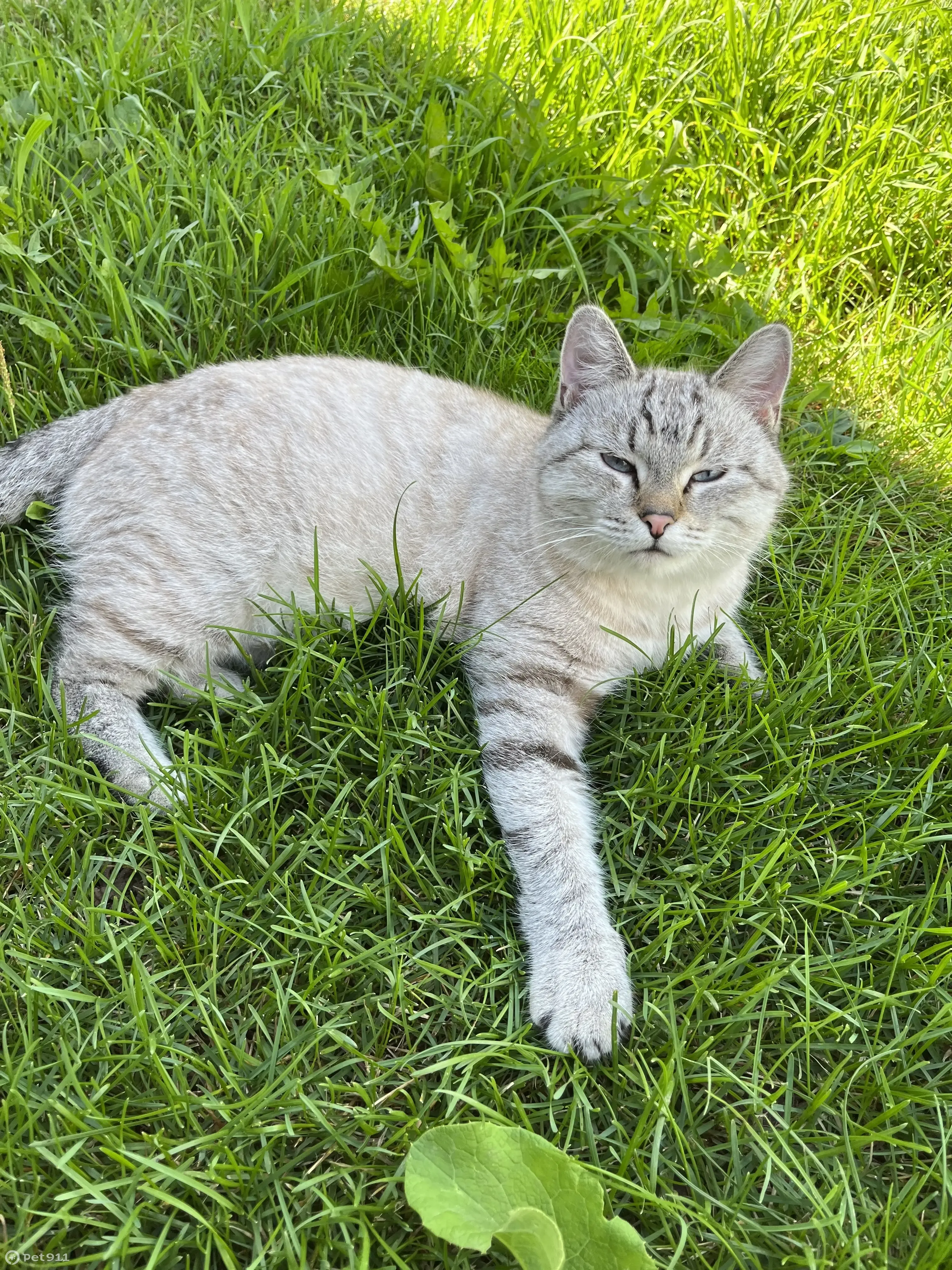 Пропала кошка: ул. 1 Мая, 44, Воткинск - photo