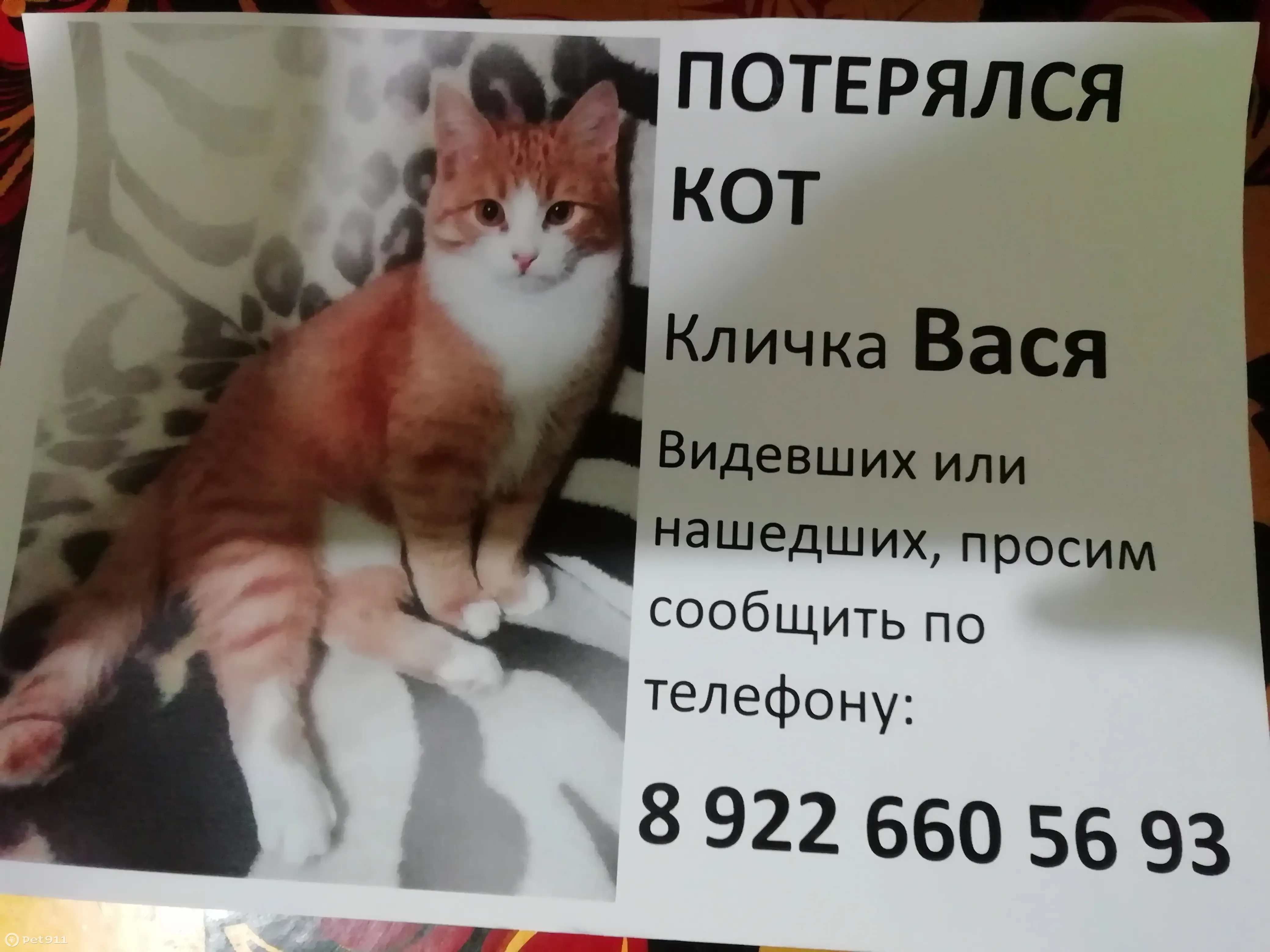 Пропал кот Вася, Верхосунская ул., 18, Киров | Pet911.ru